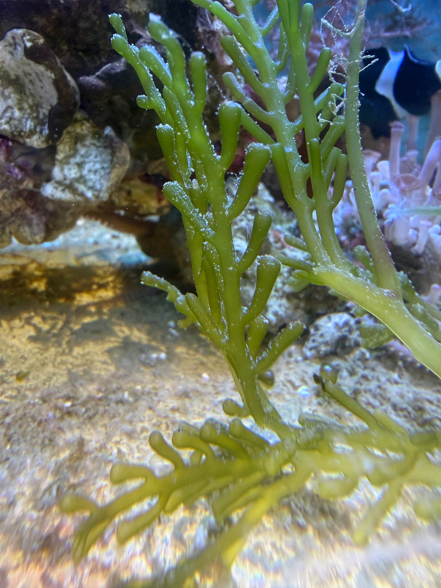 Caulerpa racemosa