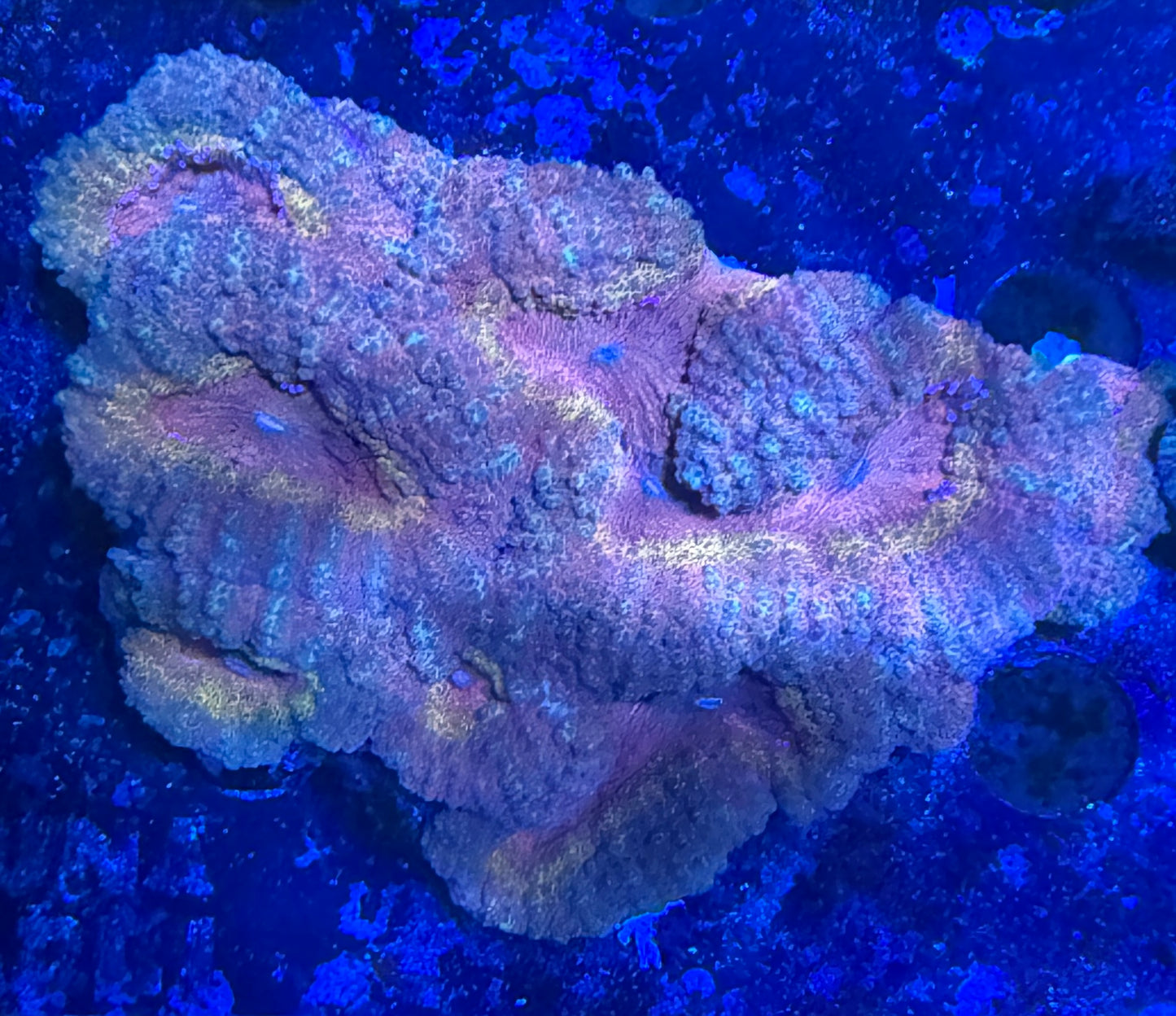 Lobophyllia sp. „Rainbow L“