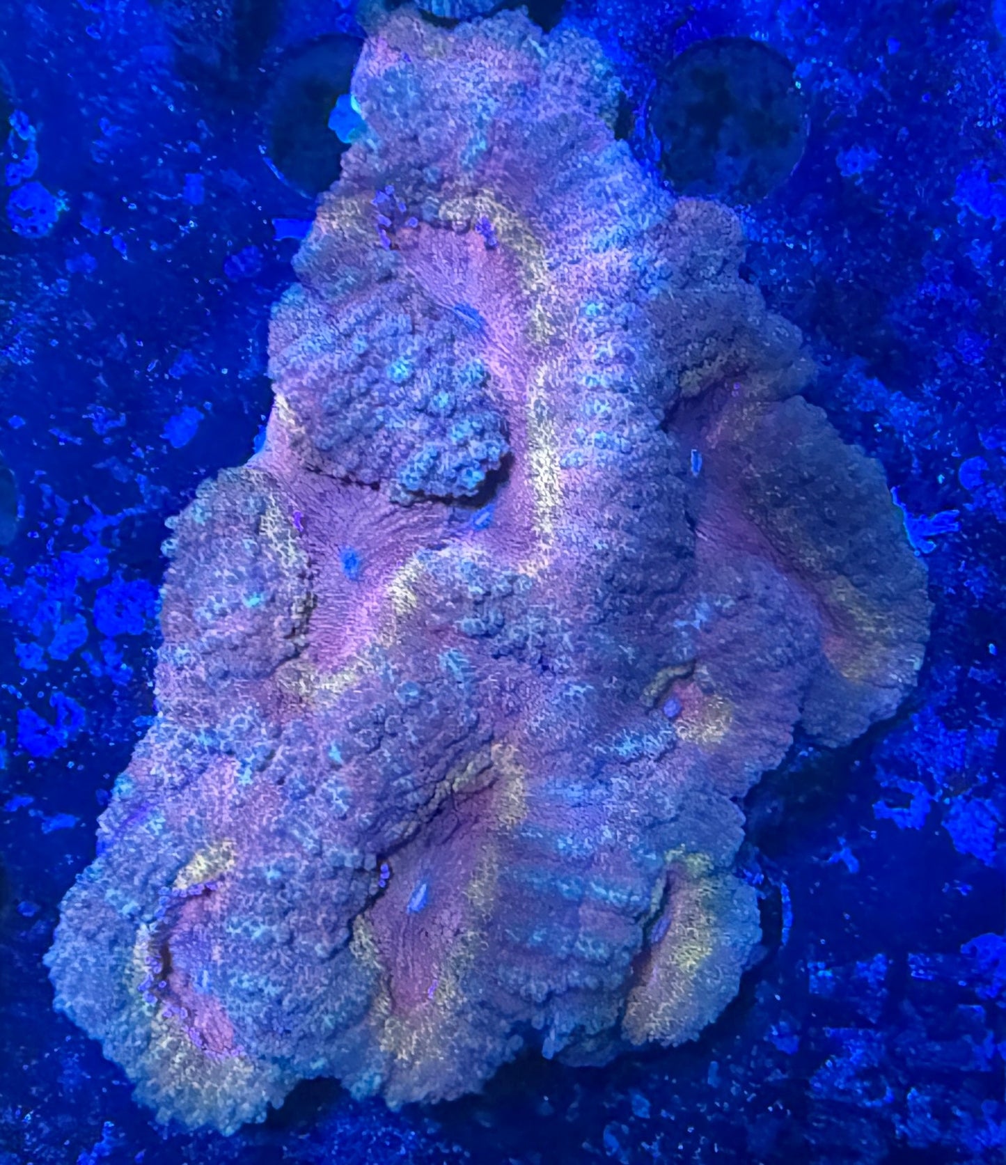 Lobophyllia sp. „Rainbow XL“