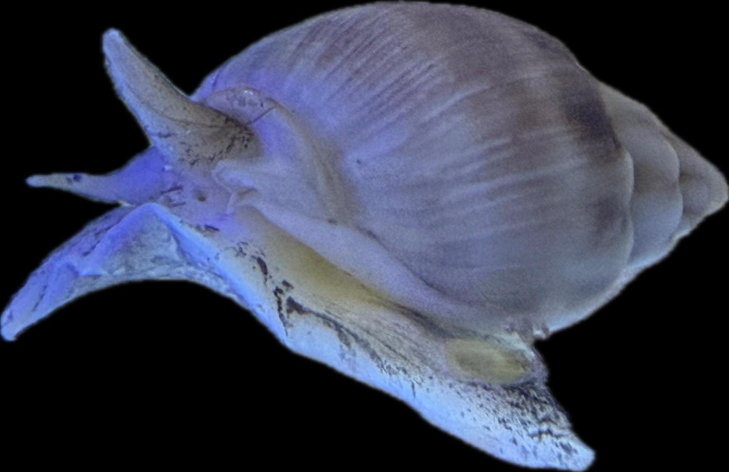 Nassarius sp - Nassarius-Schnecke