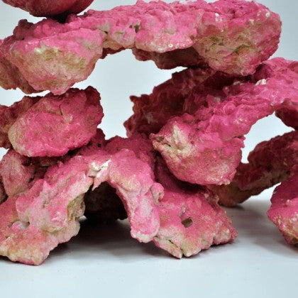 Royal cultured rock Colored red Per 2kg