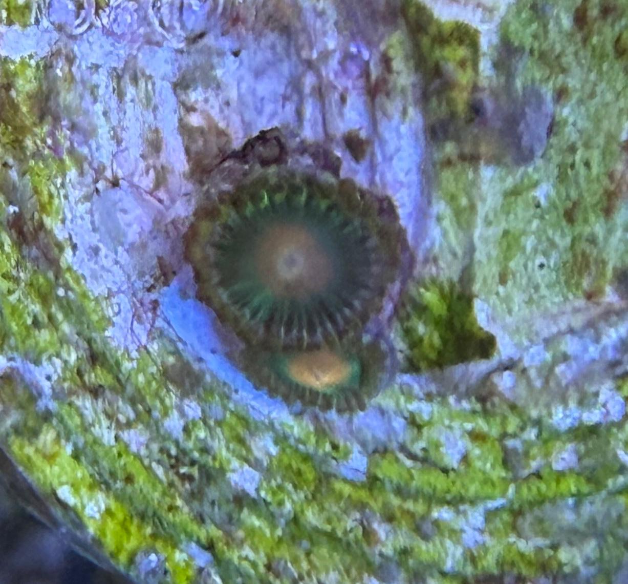 Zoanthus „FMC Jefferson"