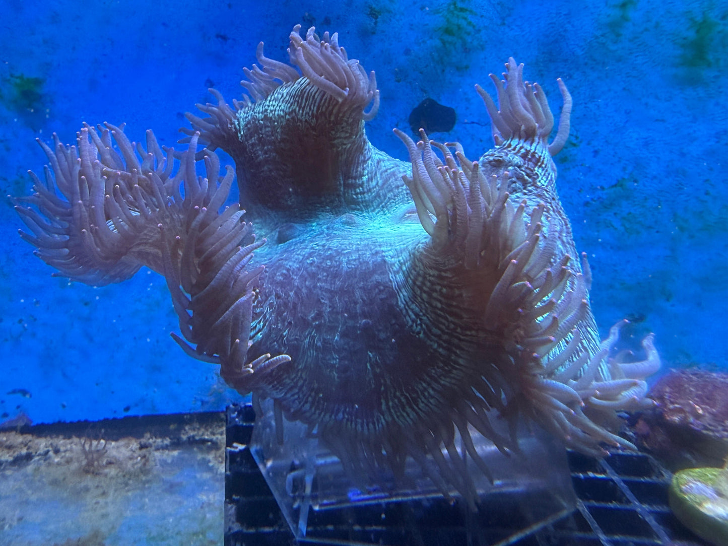 Catalaphyllia jardinei – Wunderkoralle 15cm