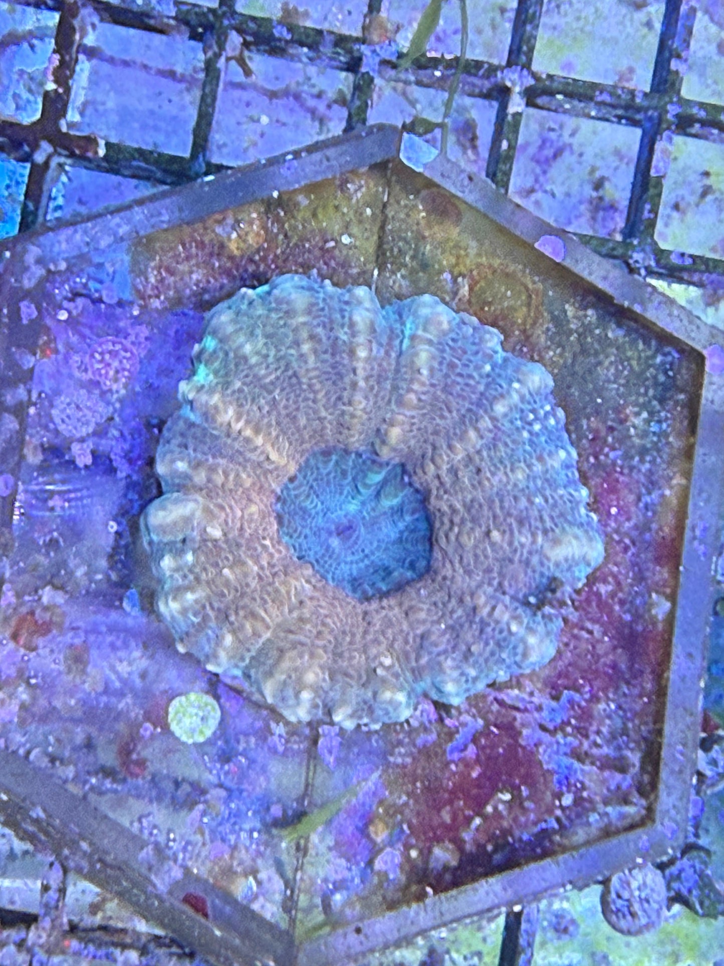 Scolymia sp. „Sunset“ – Premium LPS-Koralle