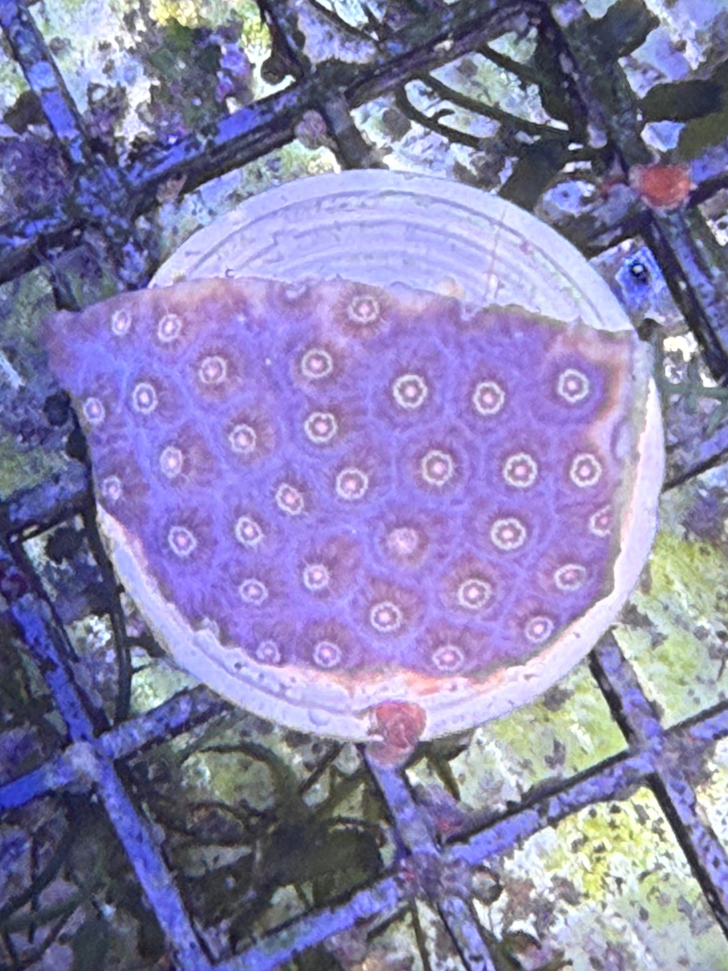 Cyphastrea sp. „Idustrial"