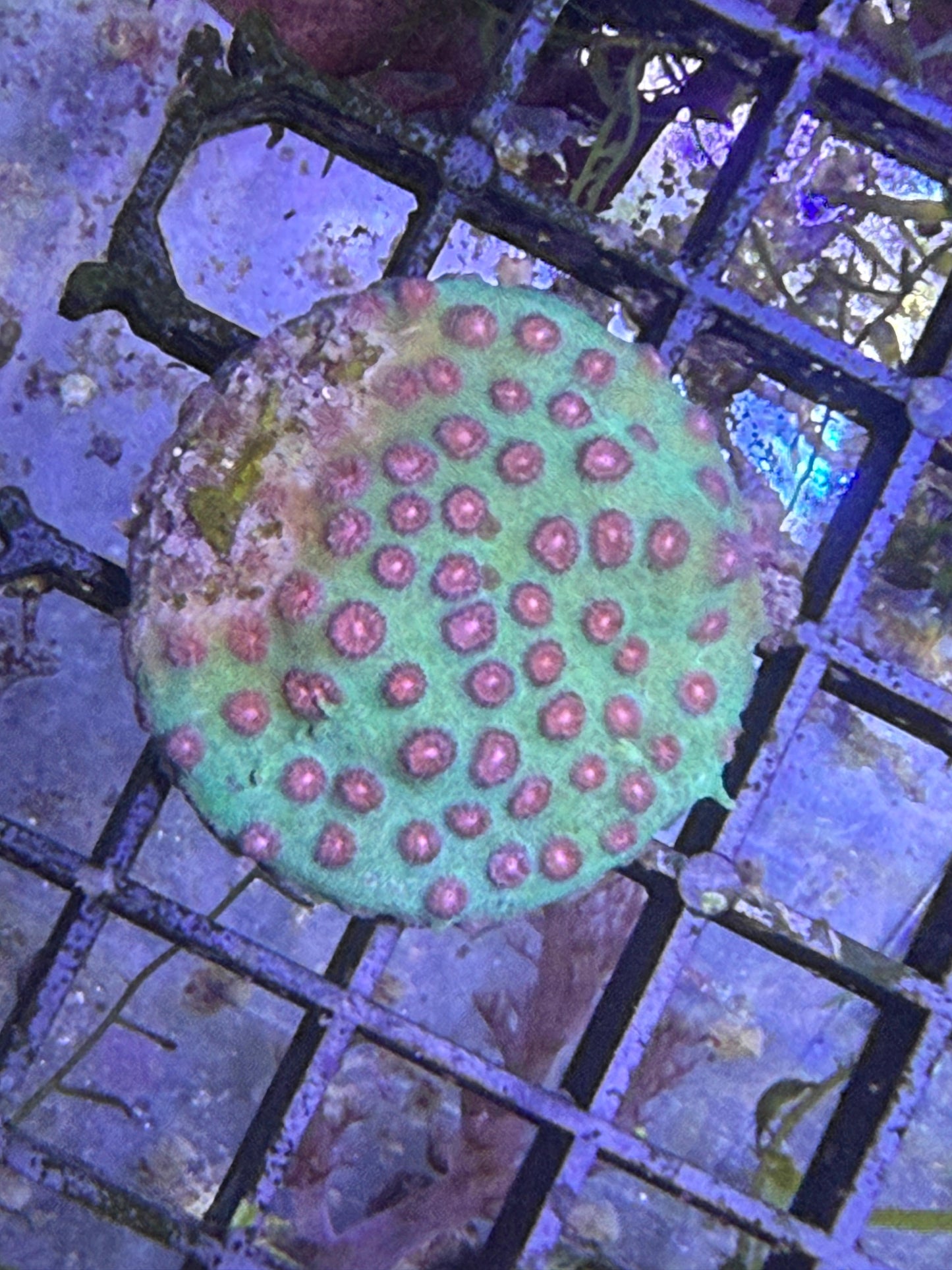 Cyphastrea sp. „Meteorschauer“