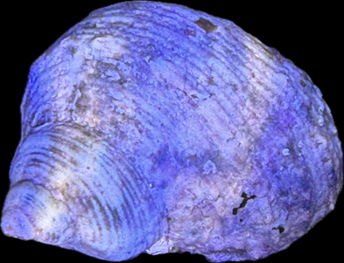 Turbo fluctuosus – Mexikanische Turboschnecke