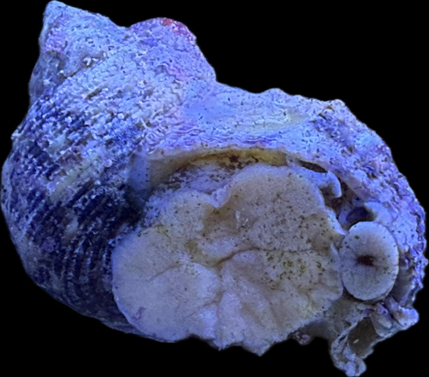 Turbo fluctuosus – Mexikanische Turboschnecke