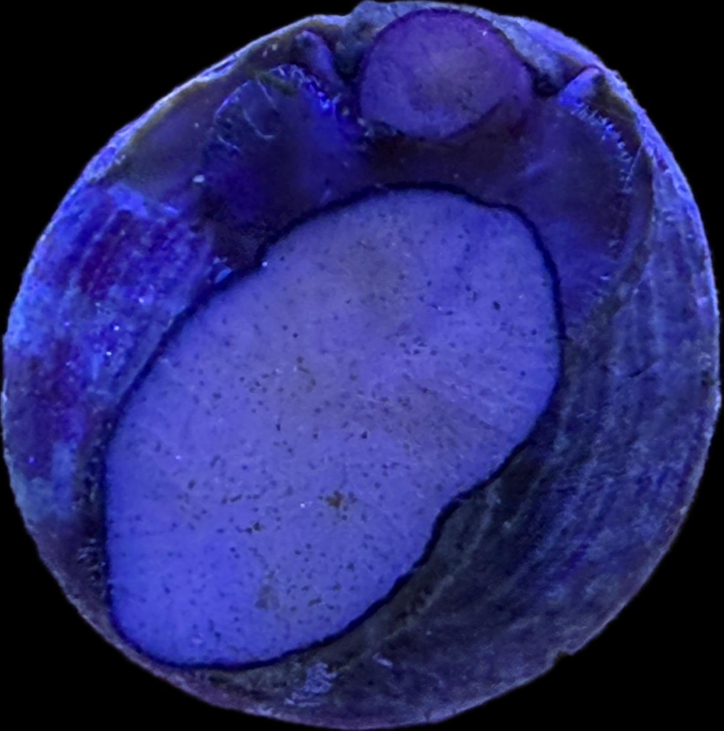 Trochus sp. – Turban-Schnecke