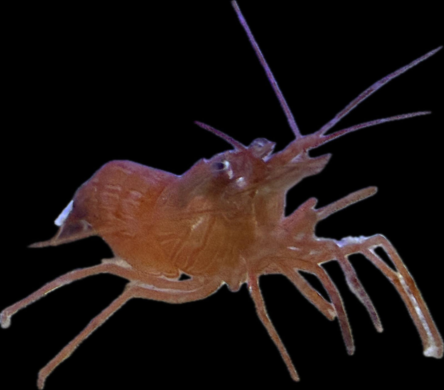 Lysmata wurdemanni - Wurdemanni-Garnele (Fauna Marin Nachzucht)