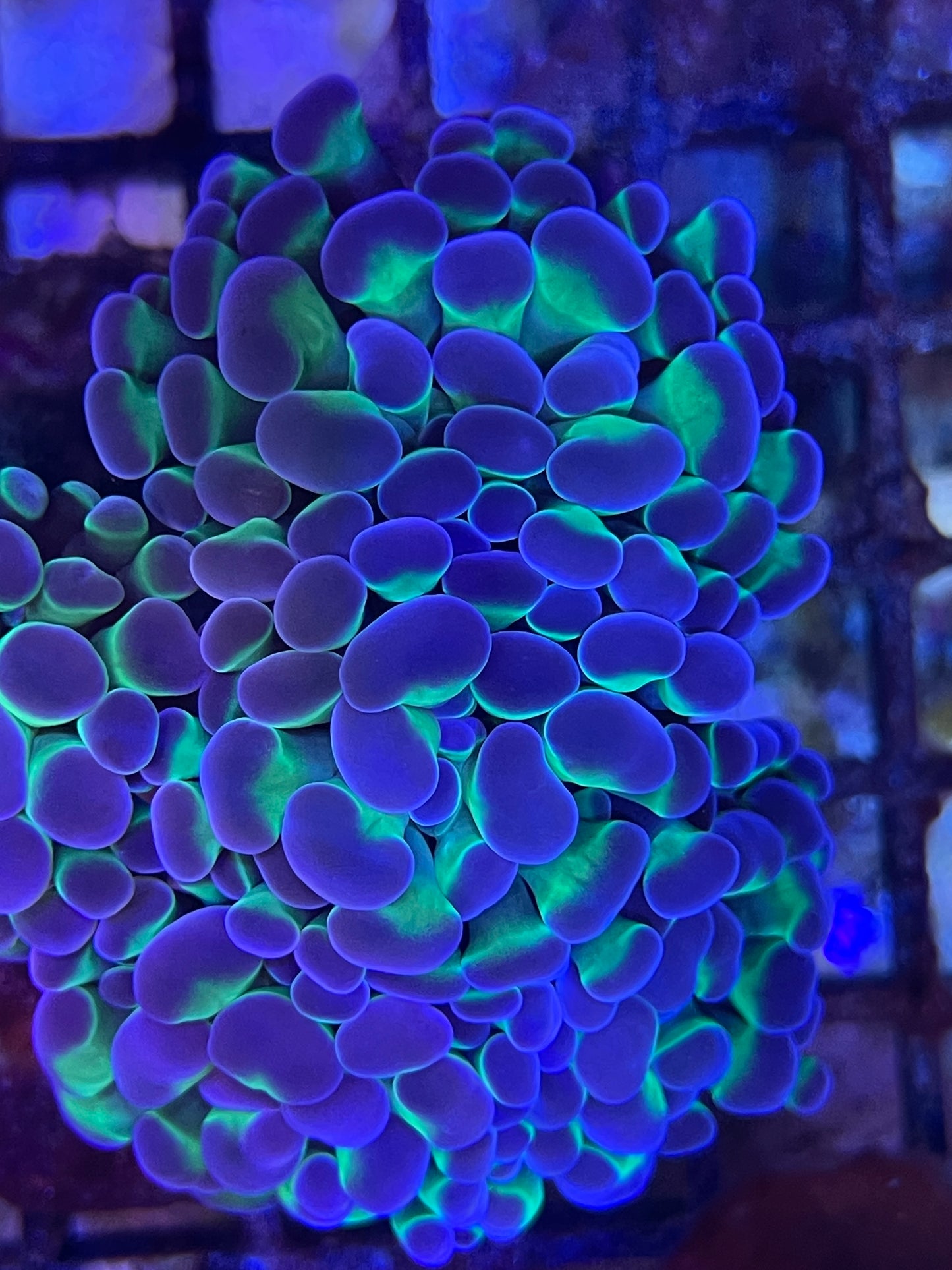 Euphyllia sp. Hologram 2 Köpfe