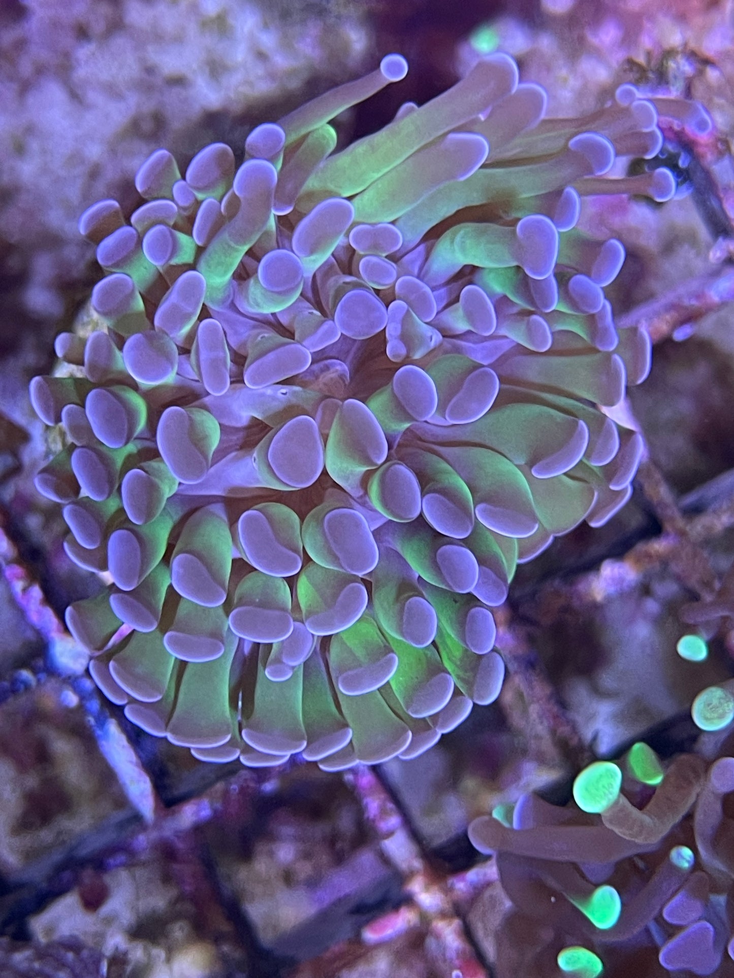 Euphyllia Paraancora Bicolor