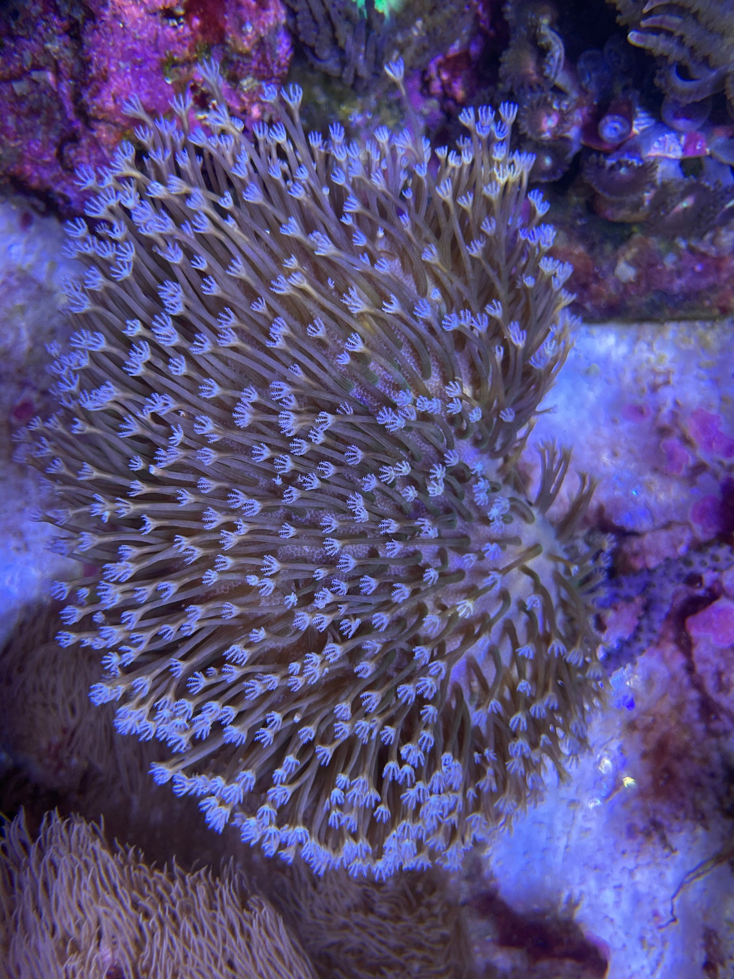 Sarcophyton 'White' – Pilzlederkoralle Weiß S Ableger