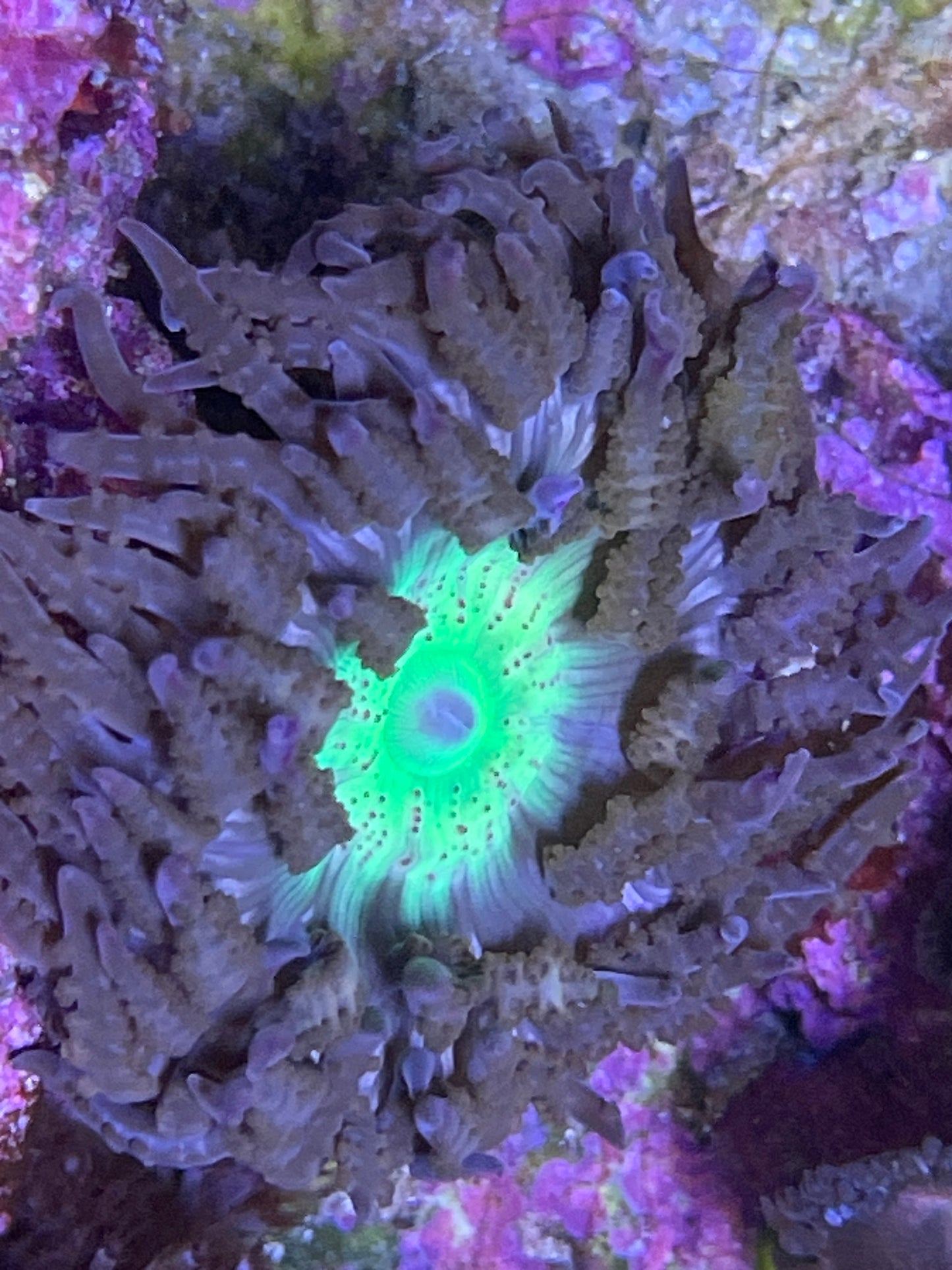 Phymanthus Buitendijki - Sandanemone