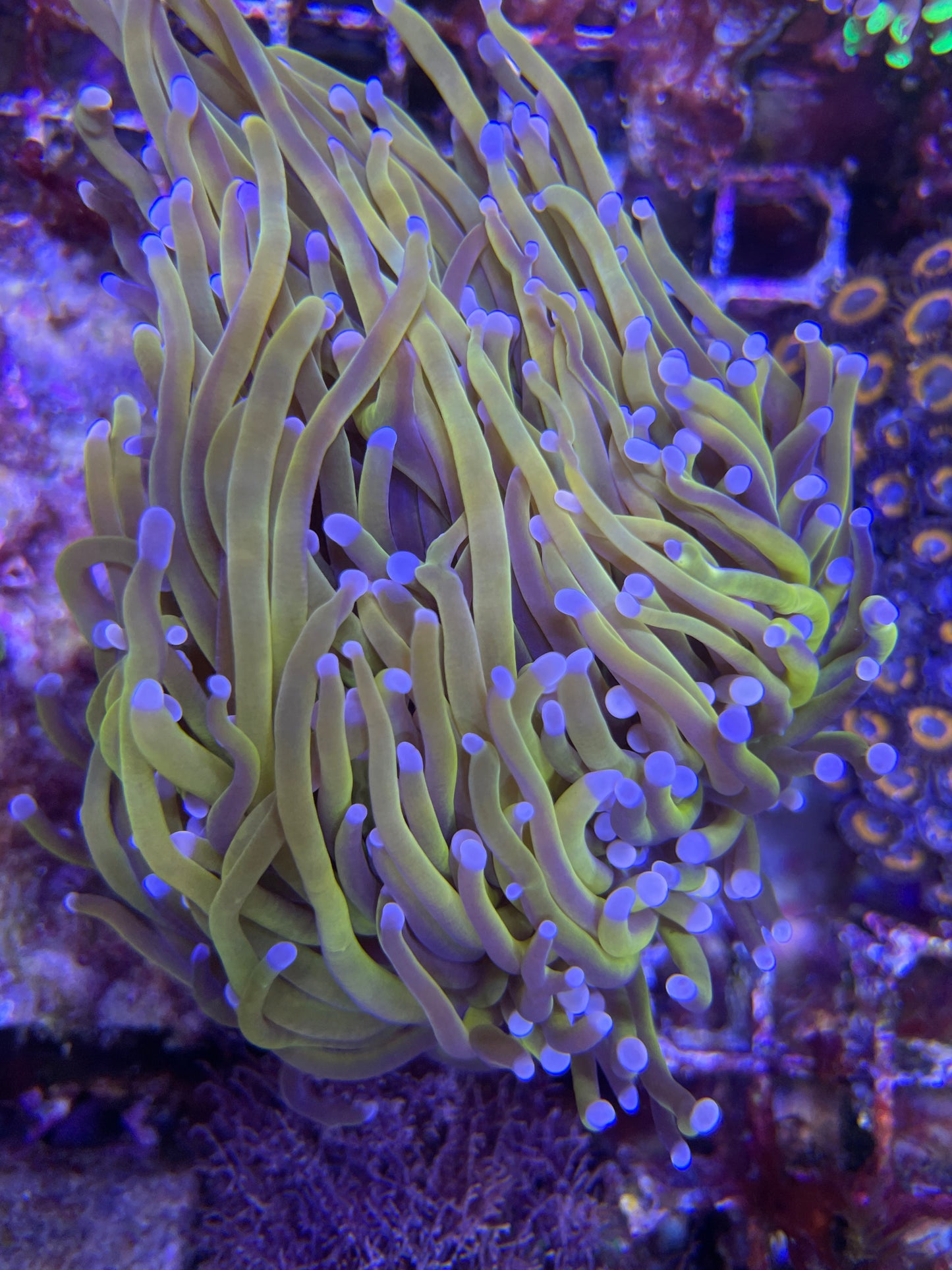 Euphyllia Glabrescens "New York Knicks" Doppel Kopf
