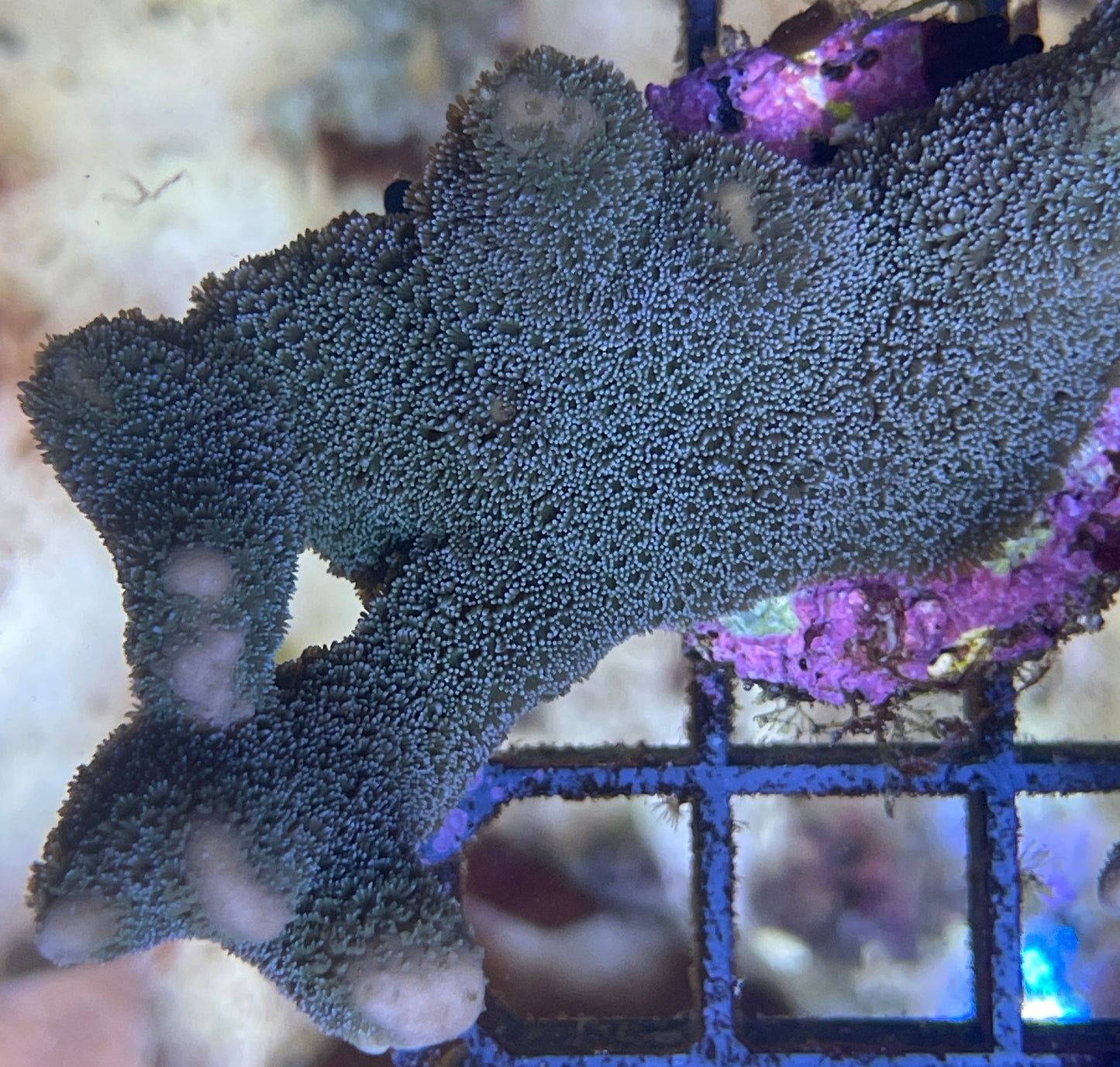 Montipora Digitata blue L Frag