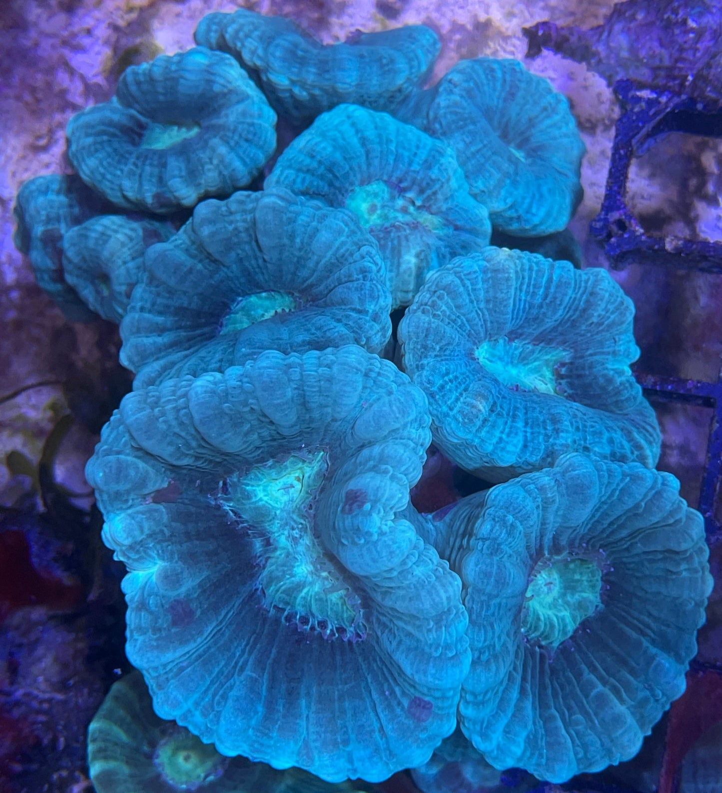 Caulastrea Furcata Blau S Ableger