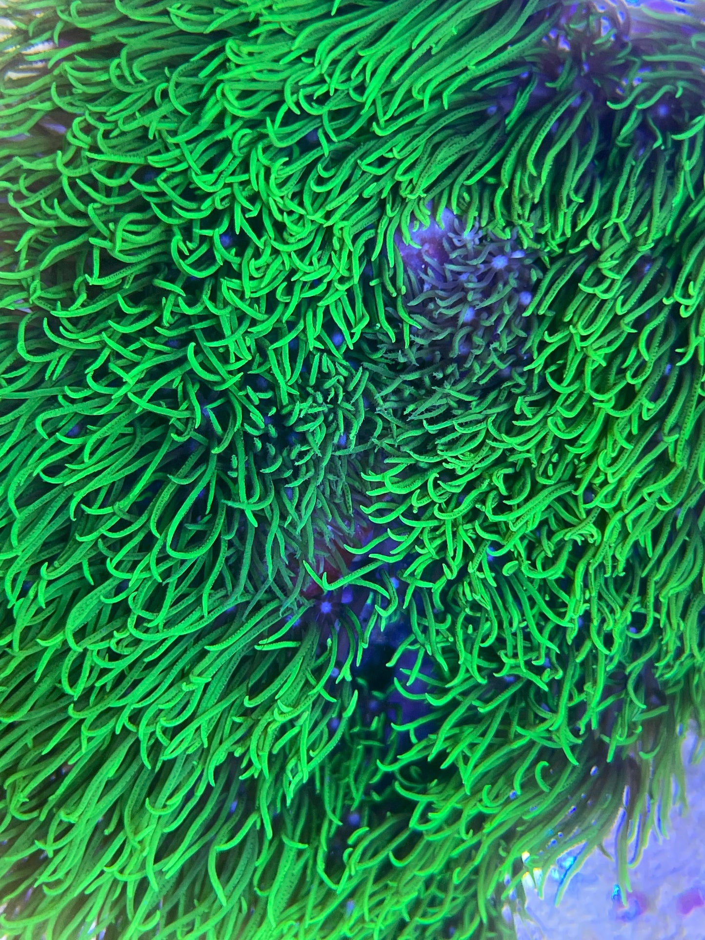 Briaerum Hamrum - Affenhaar