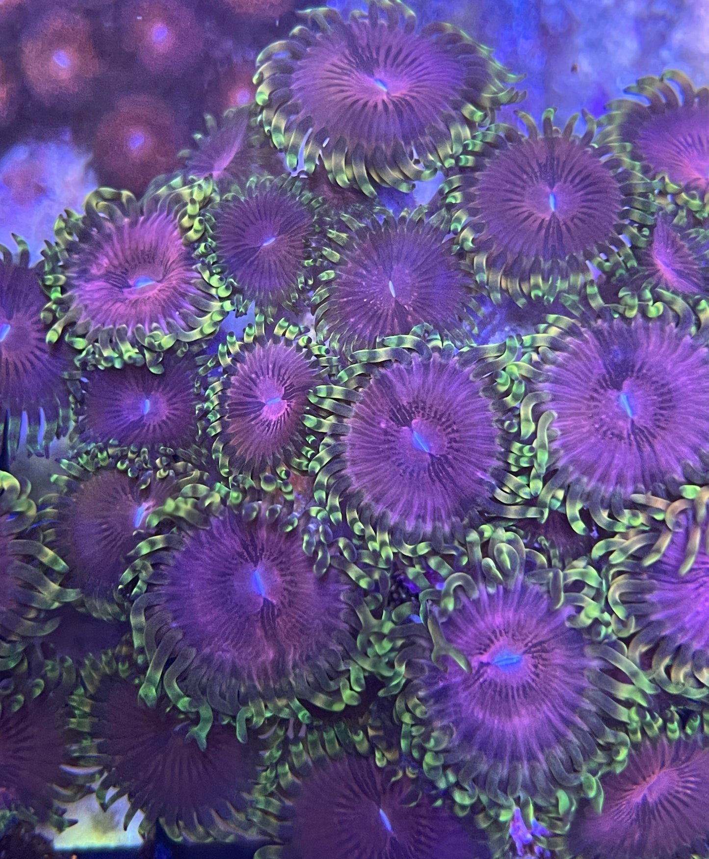 Zoanthus Fake Chili min 5 Polypen