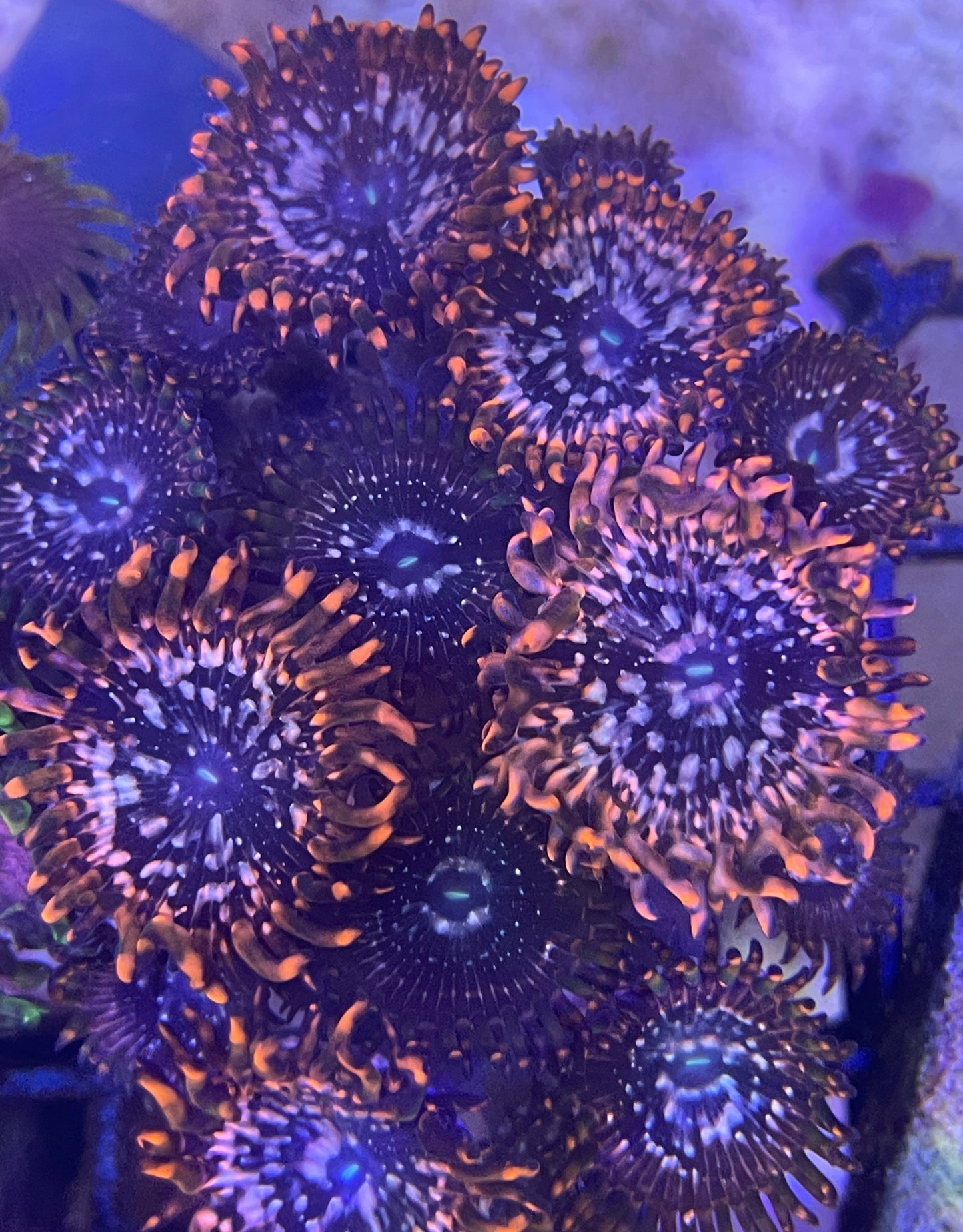 Zoanthus Utter Chaos min 5 Polypen