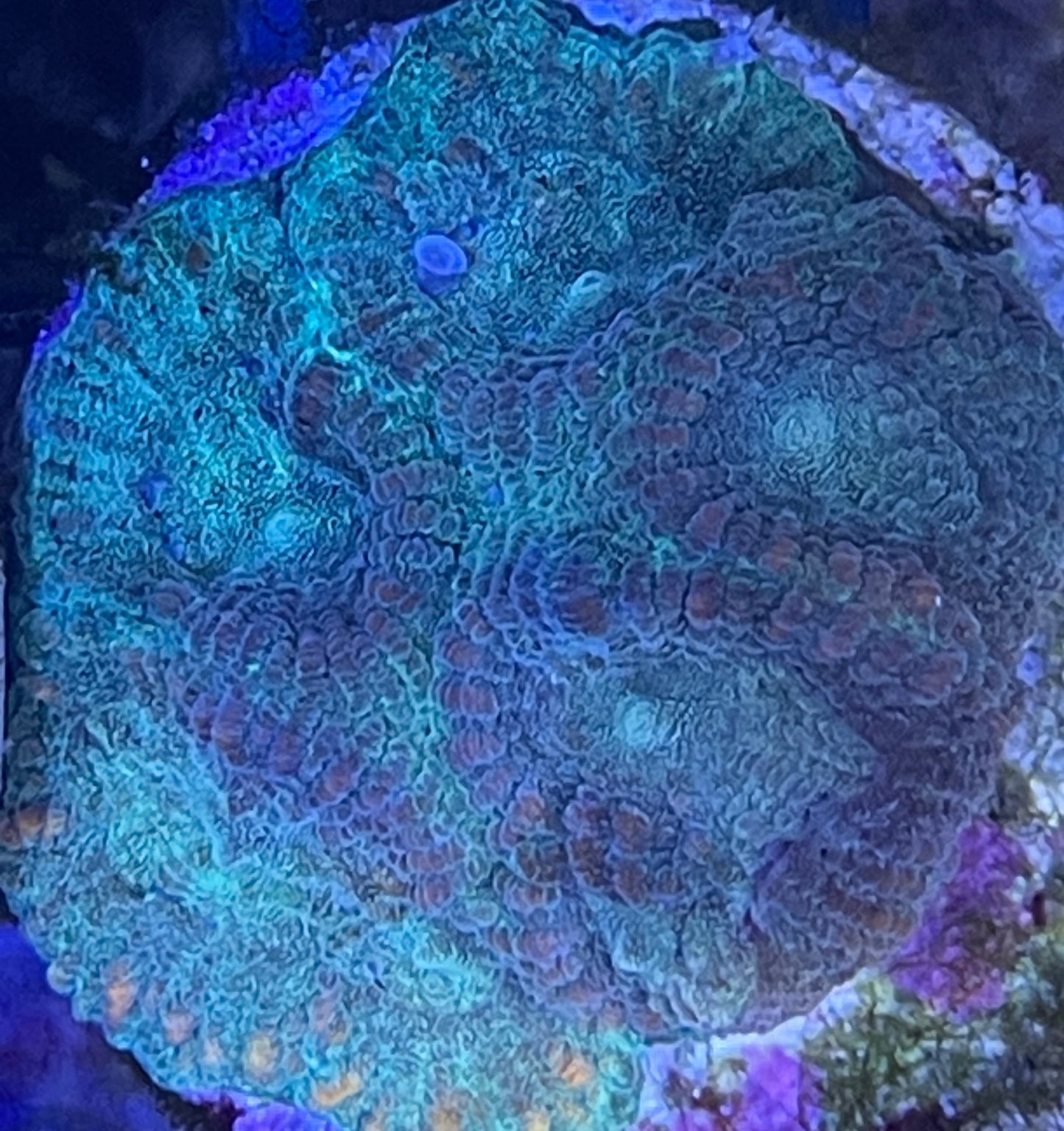 Goniastrea SP Blau / Orange