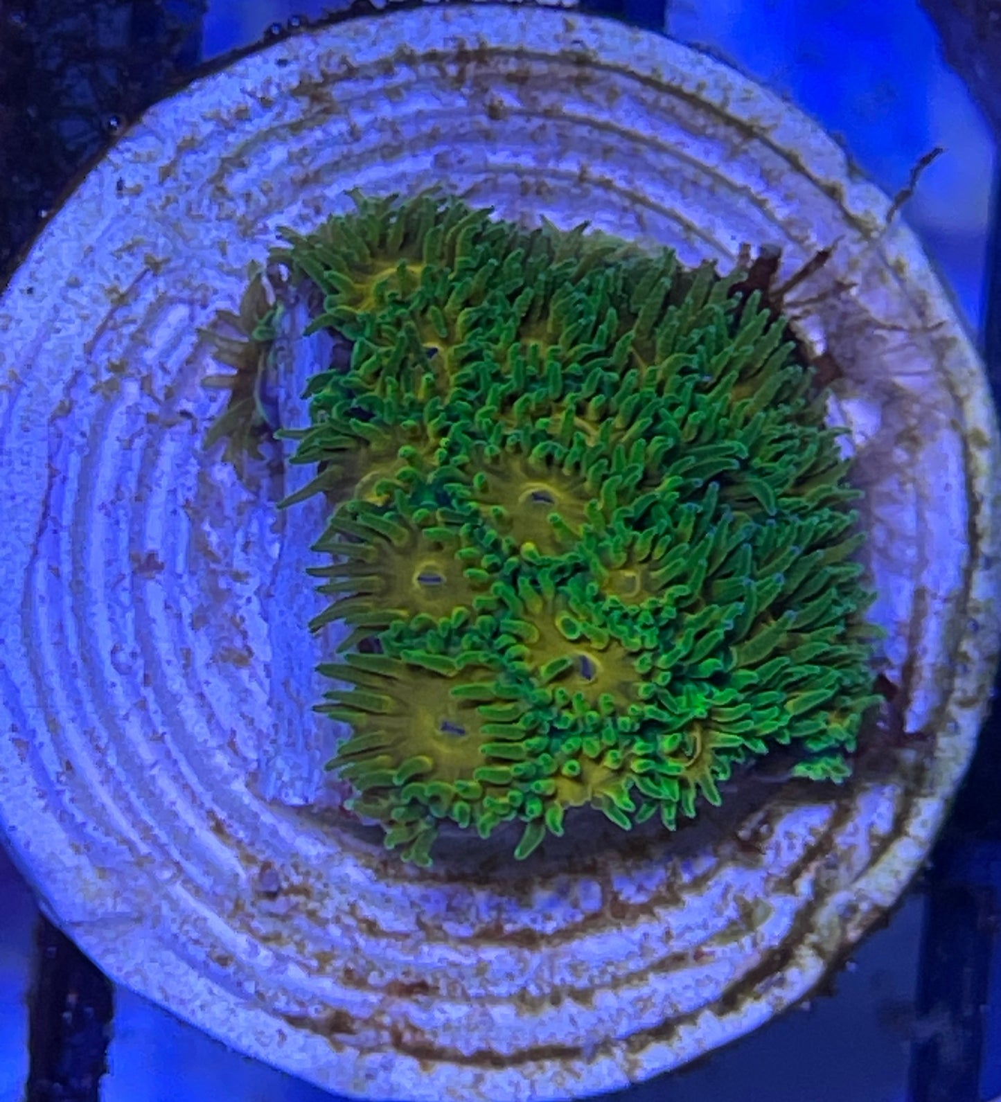 Leptastrea John Deere