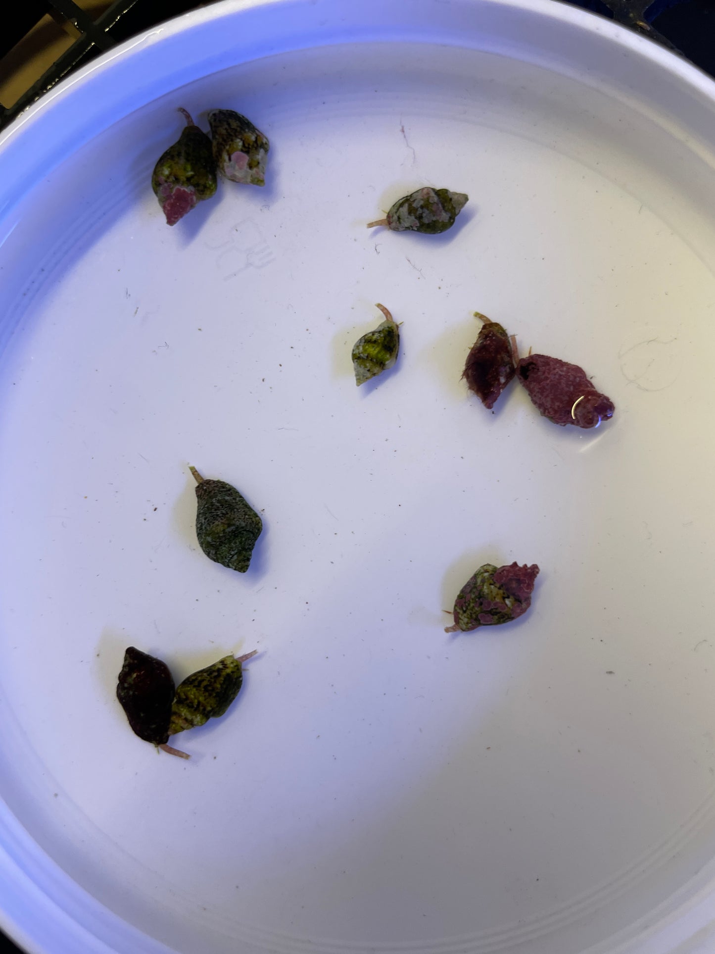 Euplica - Täubchenschnecke eigene Nachzucht