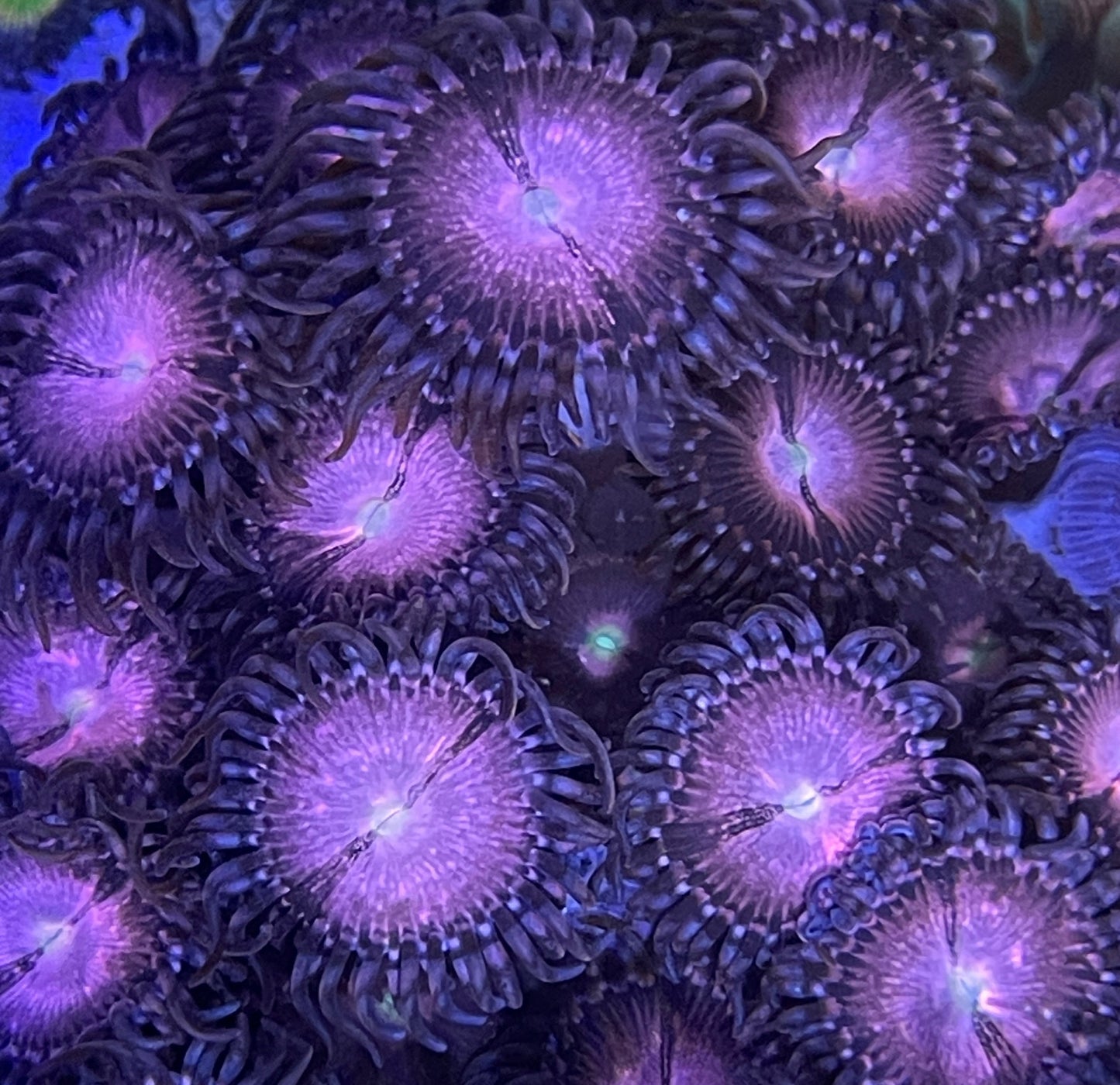 Zoanthus Alien Explosion min 5 Polypen