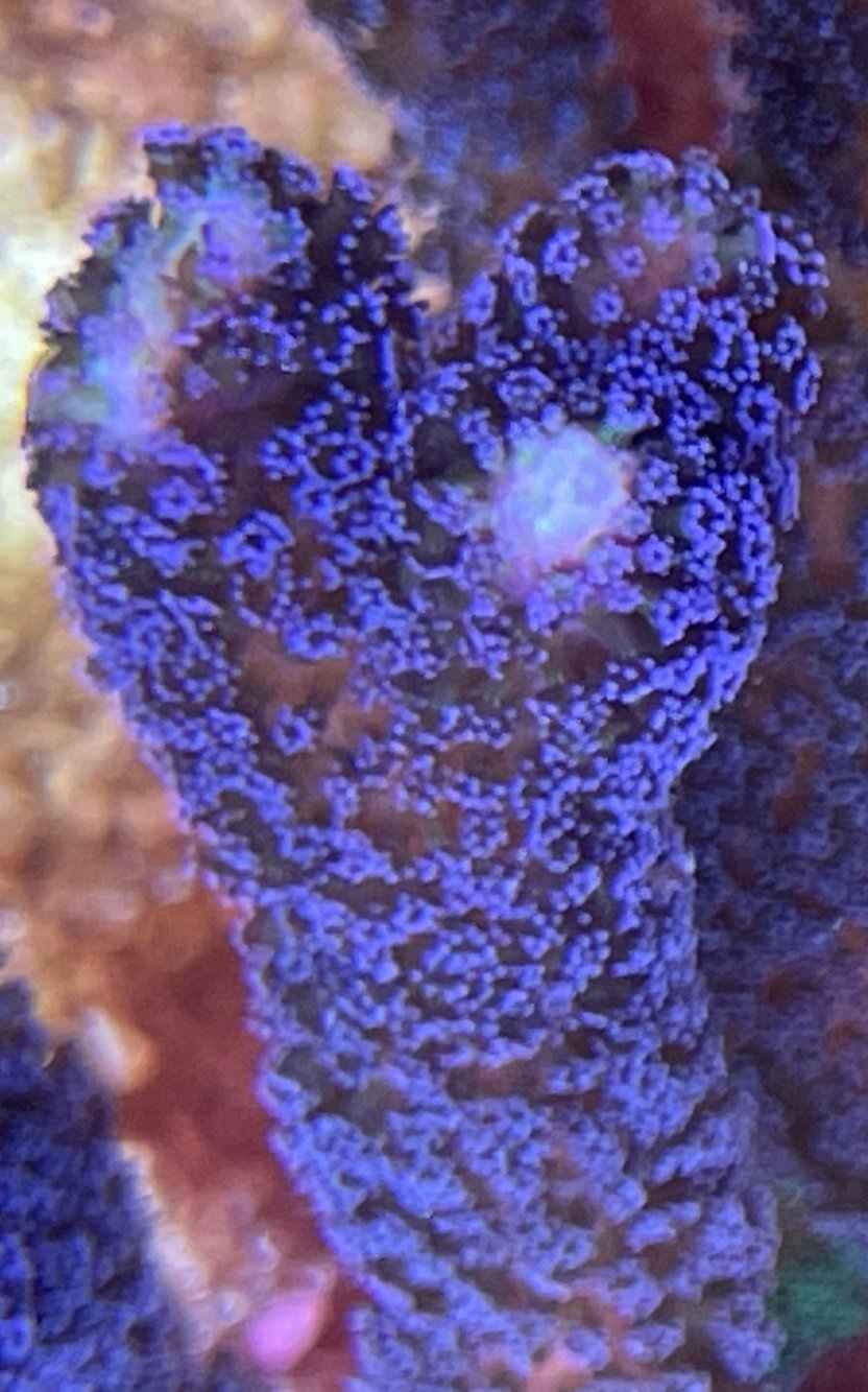 Stylophora pistillata „Milka“ 3-5cm Ableger