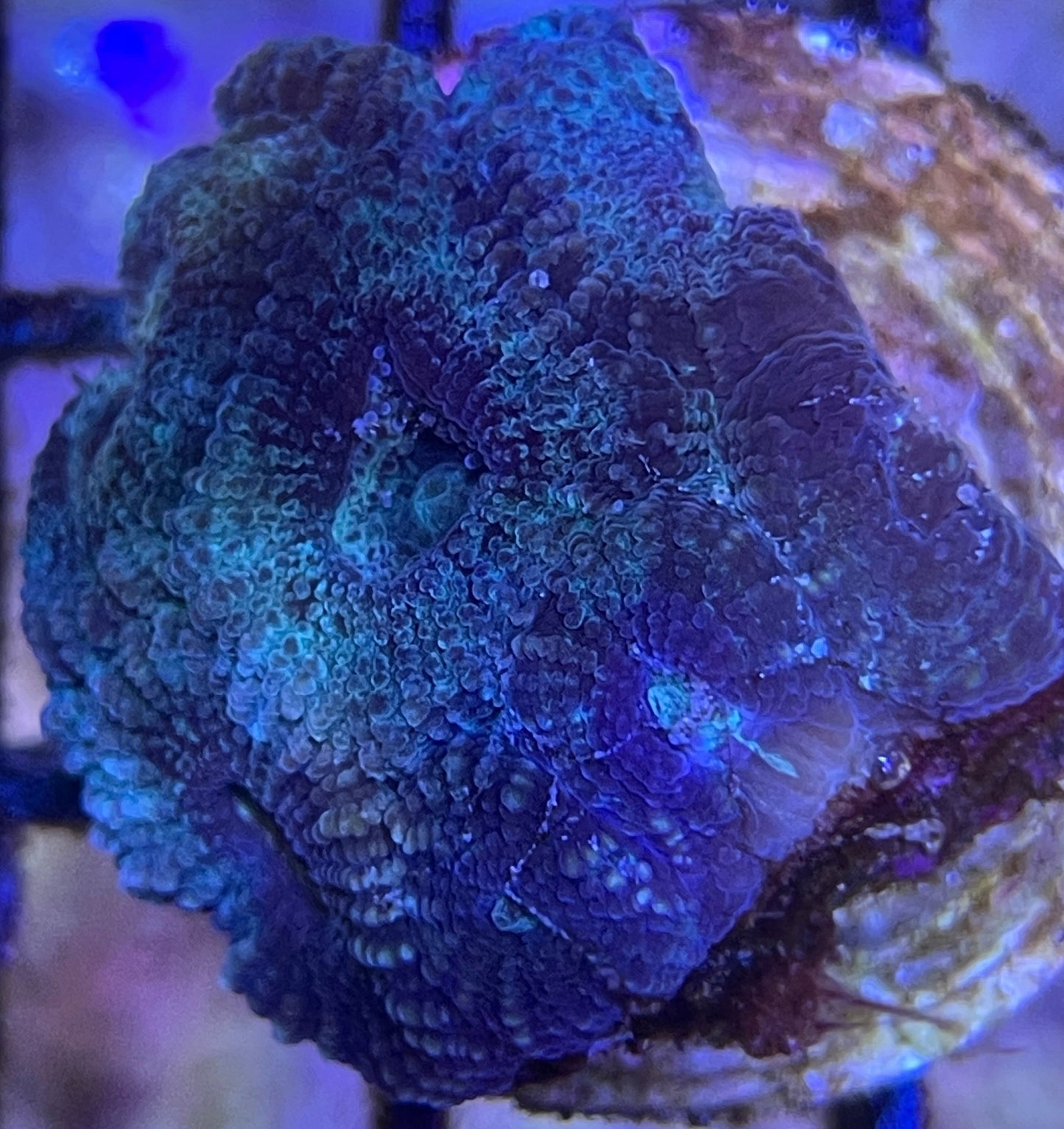 Acanthastrea Blau