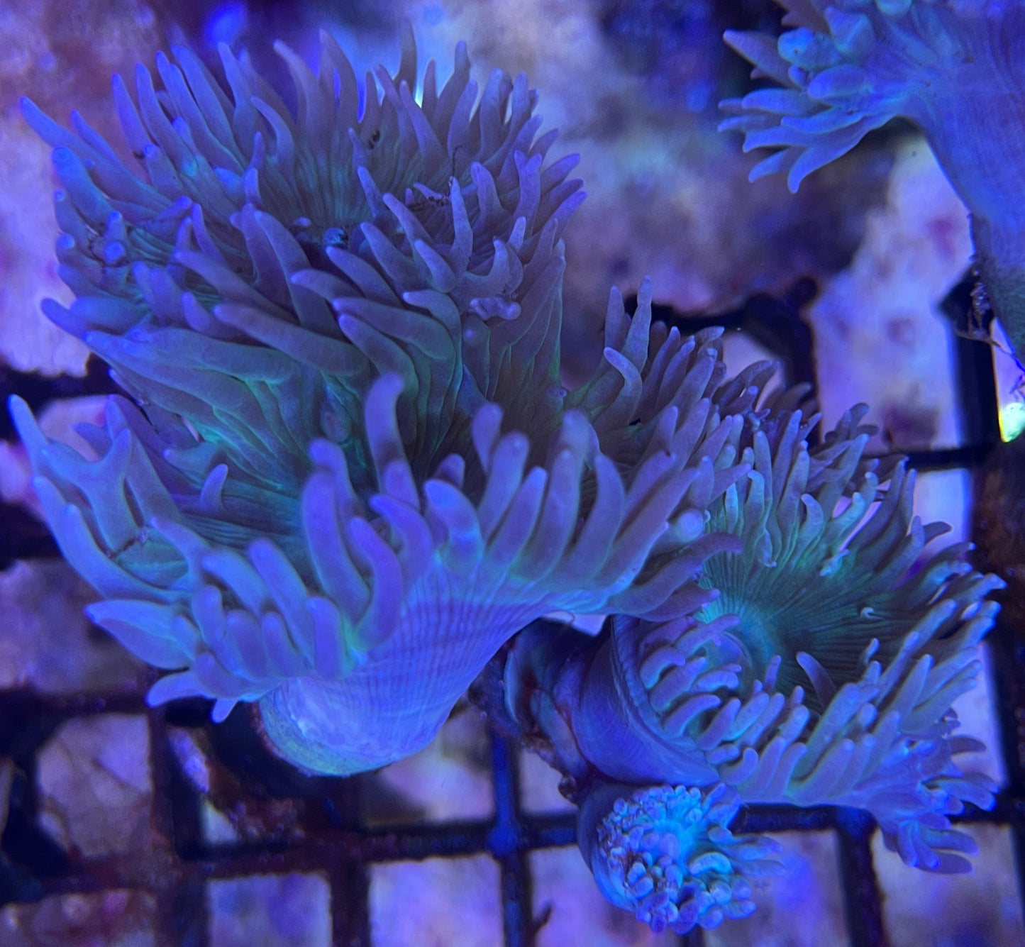 Duncanopsammia Axifuga - Bartkoralle min 3 Köpfe