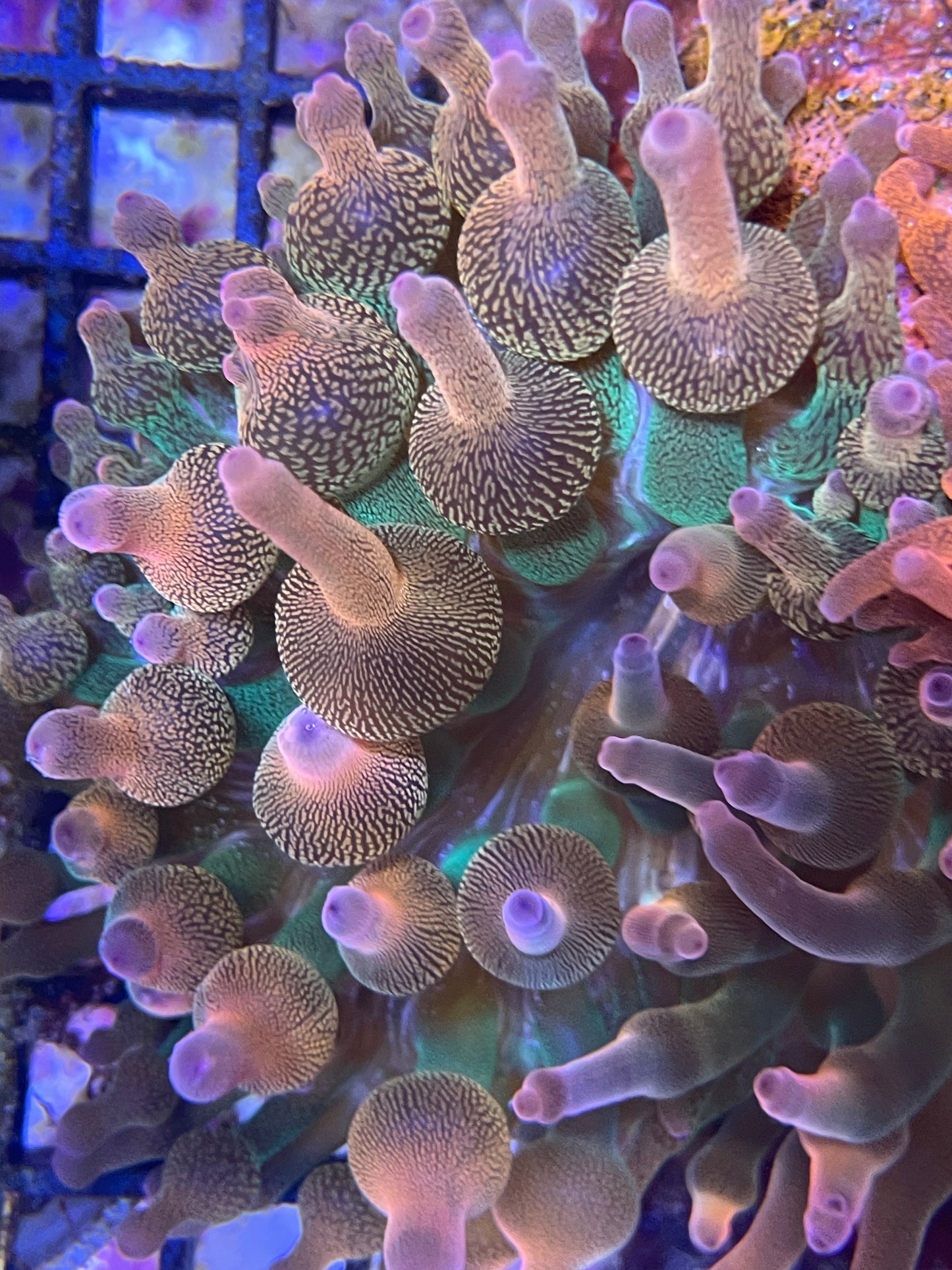 Entacmaea Quadricolor "Sunburst" Rainbow