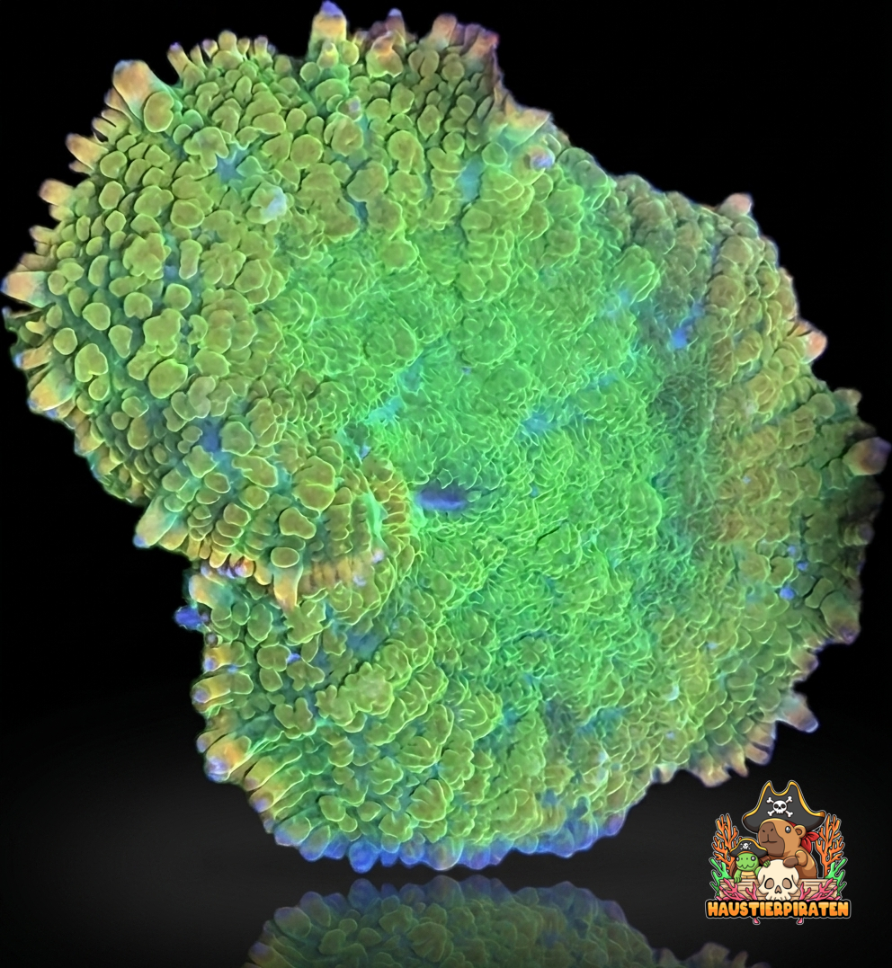 Rhodactis sp. – „Tequila Sunrise“