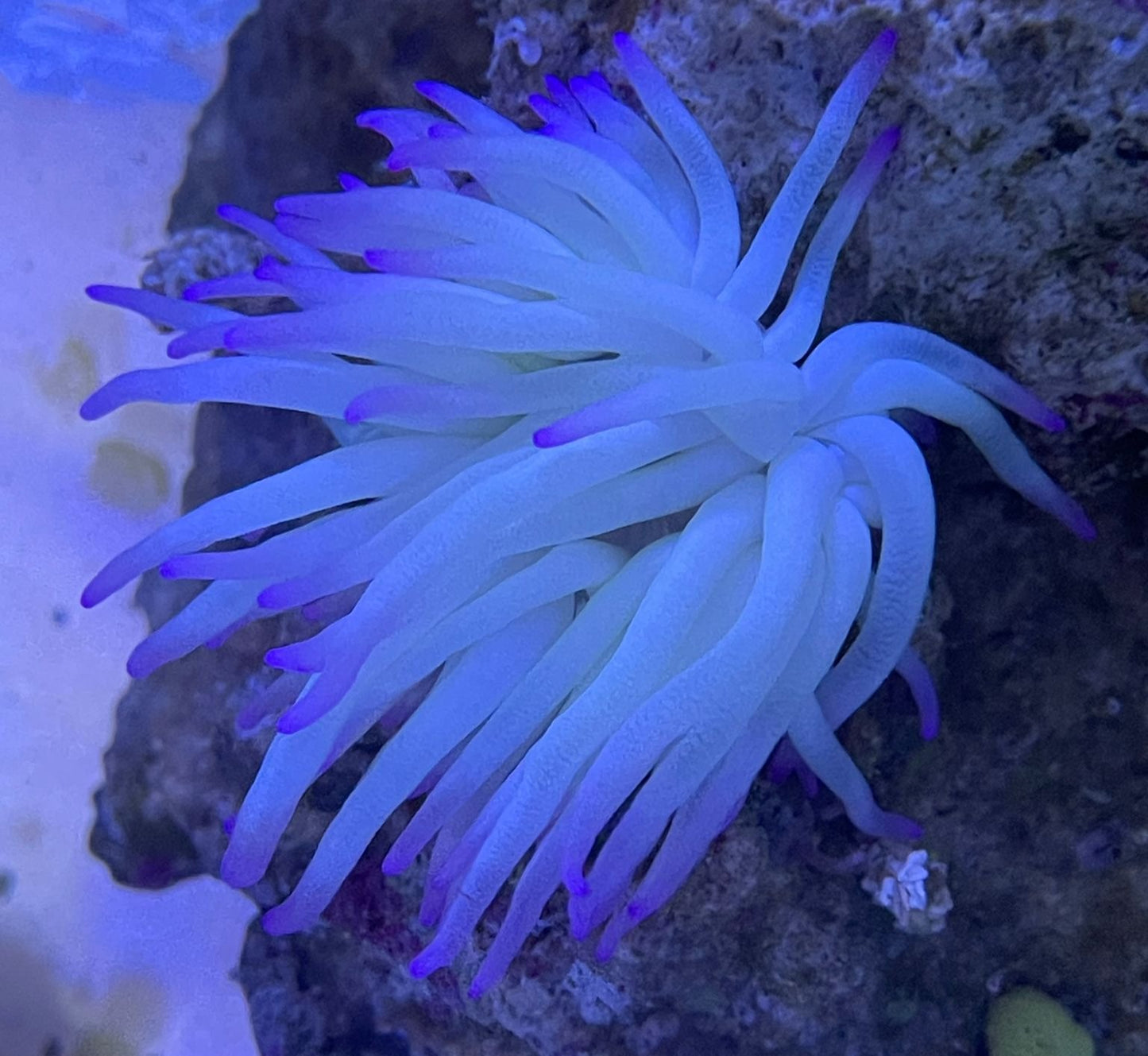 Condylactis gigantea - Condi Anemone