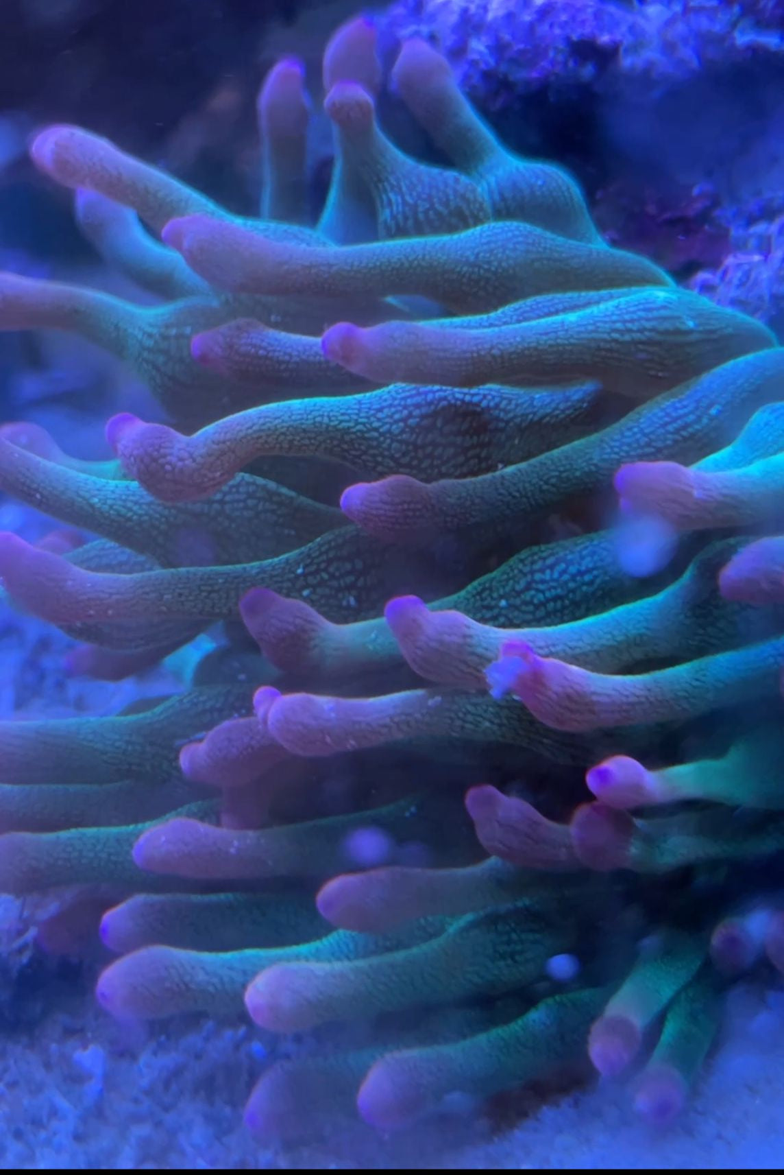 Entacmaea quadricolor "Sunburst" - Blasenanemone Grün/Pinke Spitzen 3-4cm