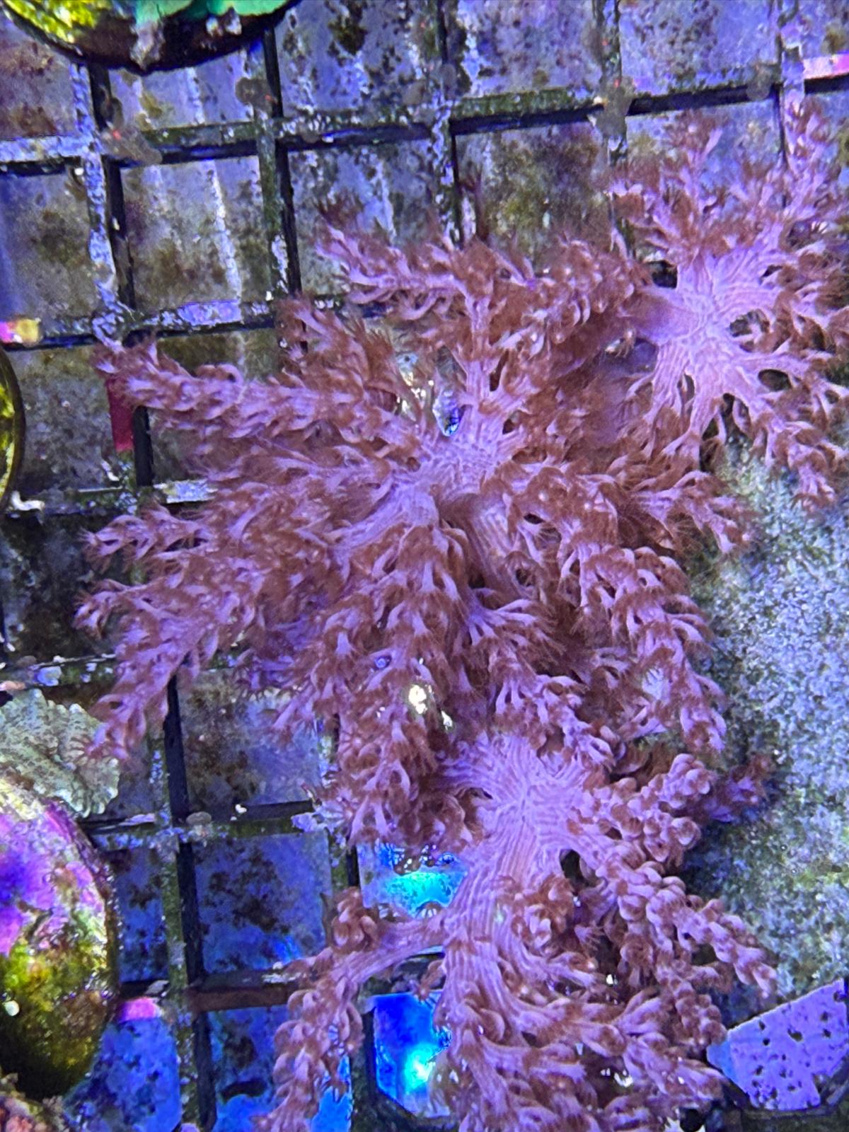 Keniabäumchen (Capnella sp.)