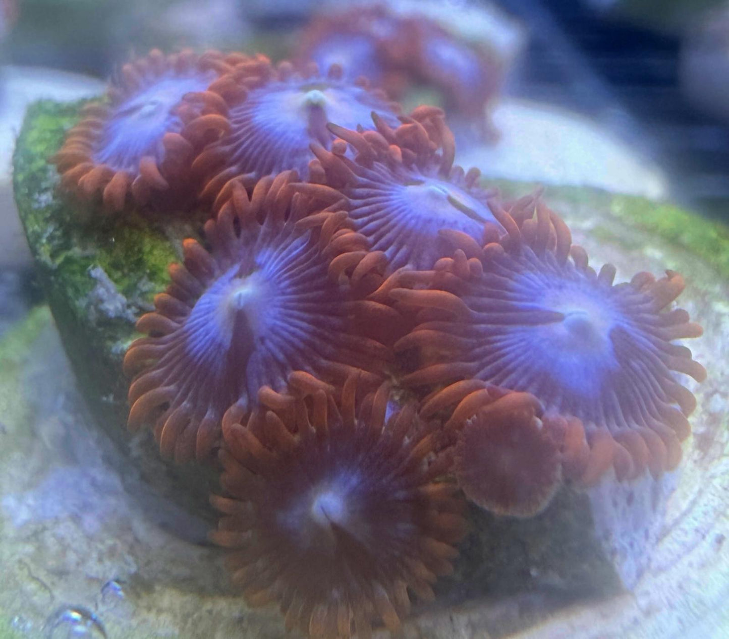 Zoanthus "Ice and Fire" mindestens 5 Polypen