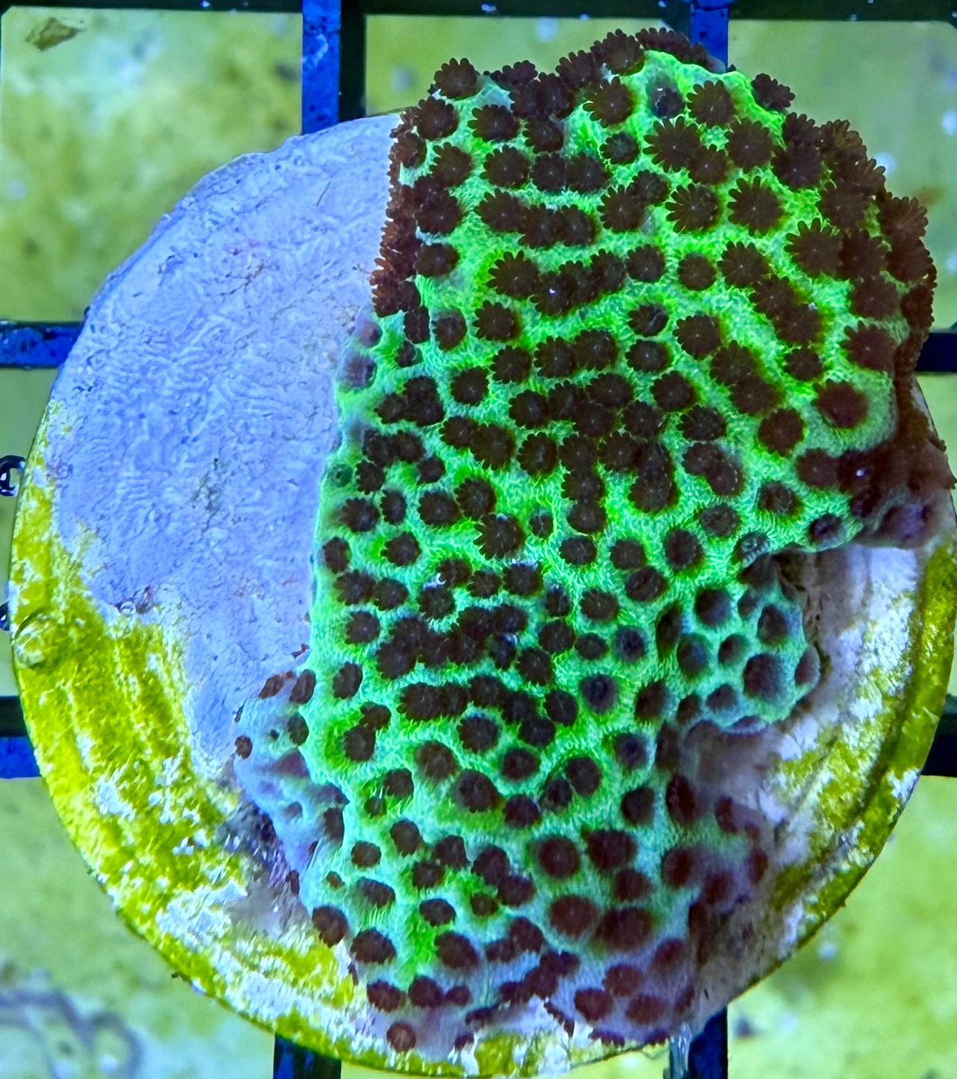 Montipora „Confusa" S Ableger