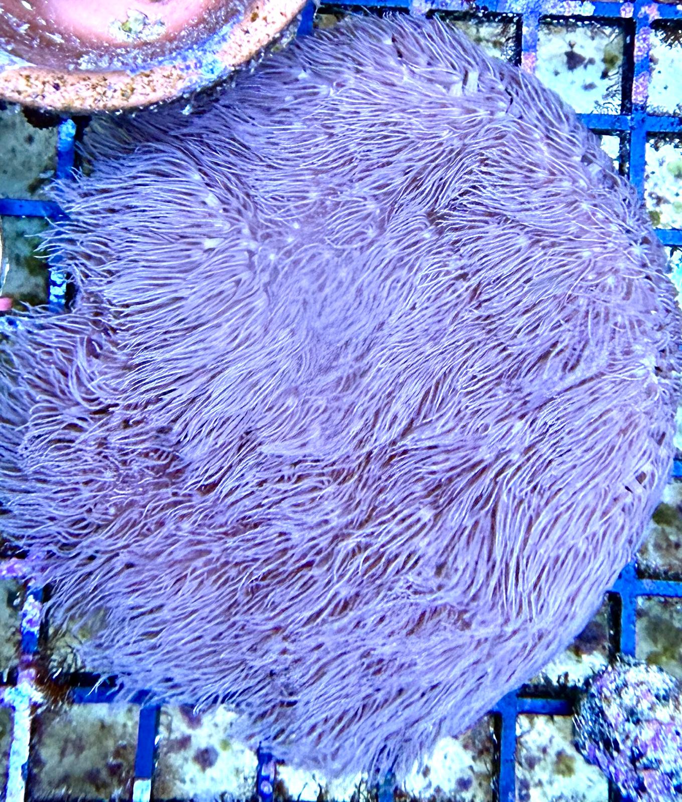 Erythropodium caribaeorum - Affenhaar Pink