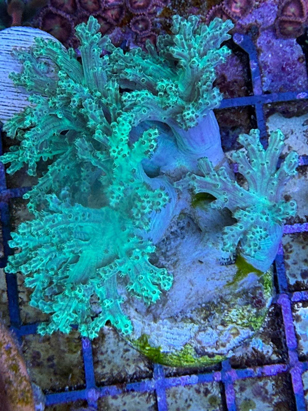 Capnella „Neon Green" Keniabäumchen M ableger