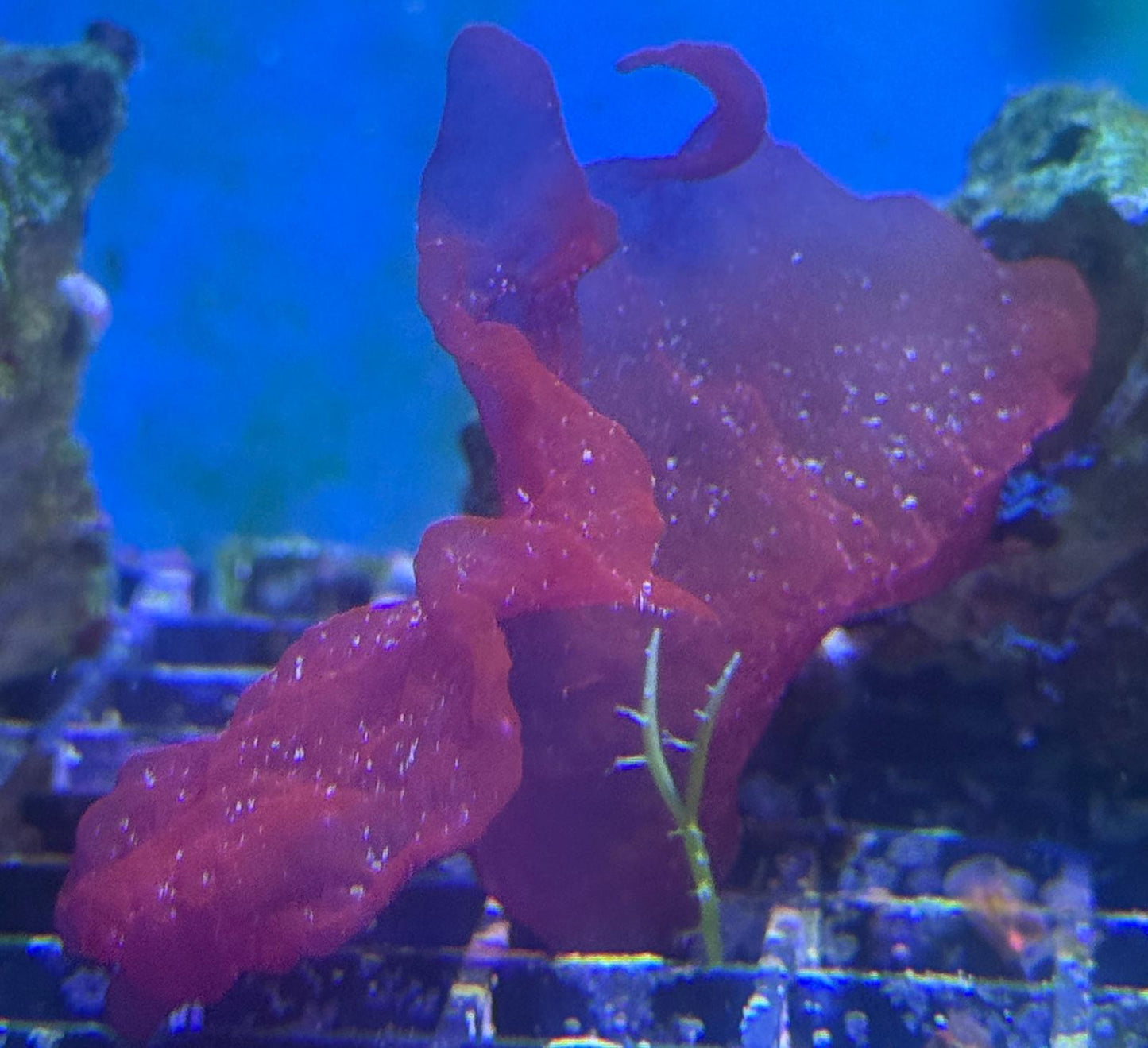 Roter Meeressalat (Rare) inkl. Stein