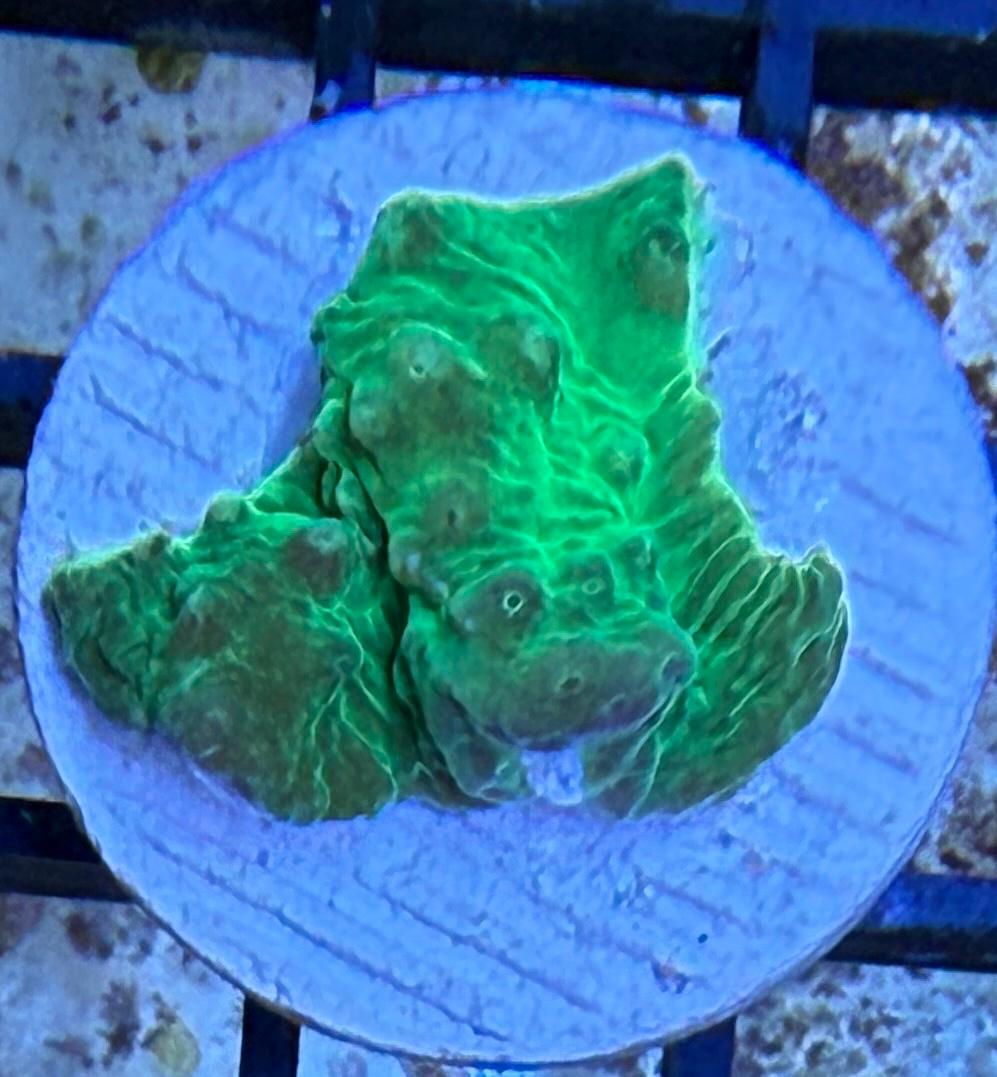 Sinularia dura „Toxic Green“ S Ableger