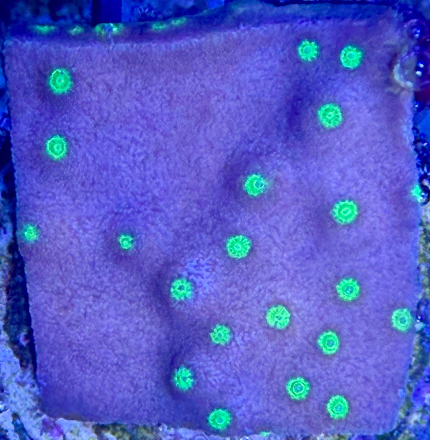 Turbinaria reniformis - Becher- und Tellerkoralle S Ableger