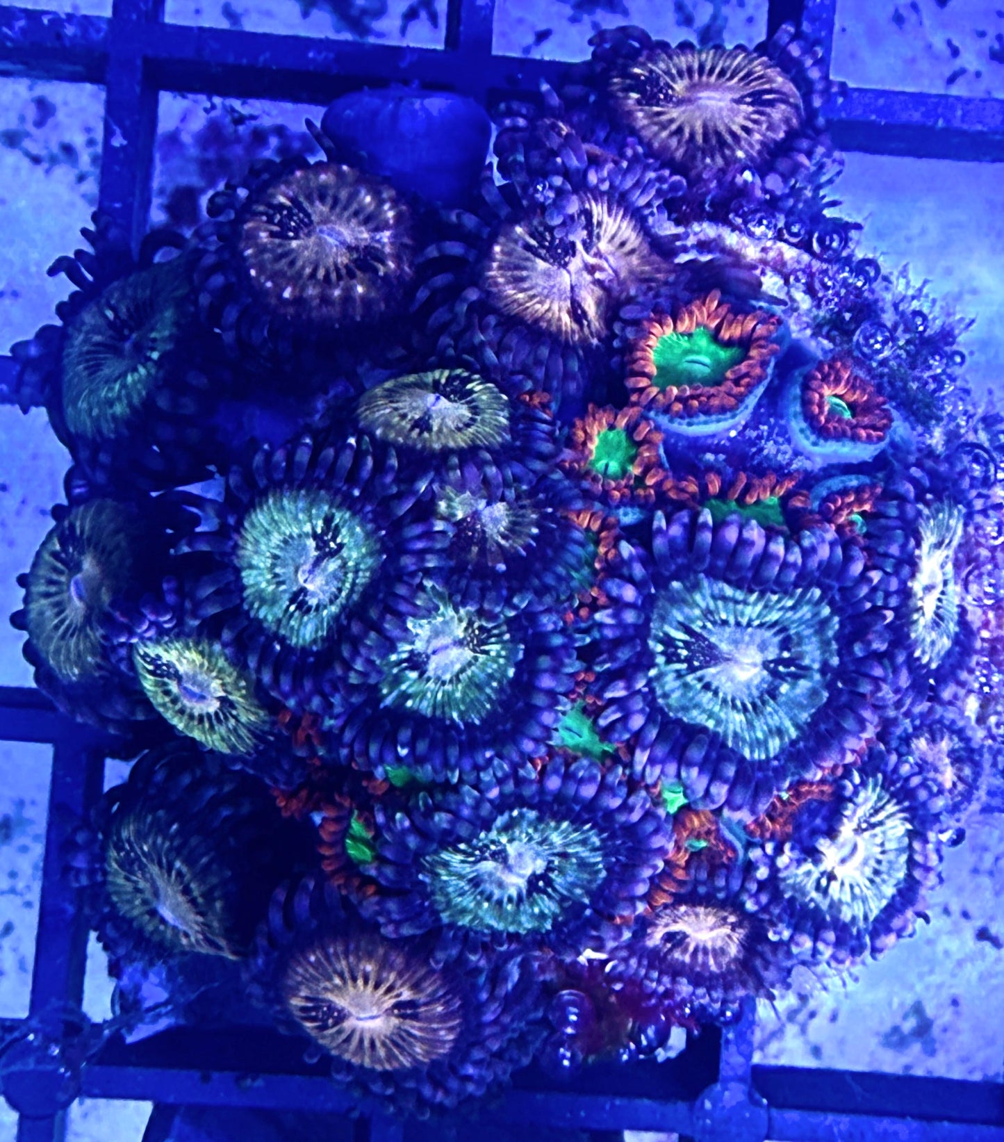 Zoanthus Ableger „Mohawk & Goblin Fire“ Mix