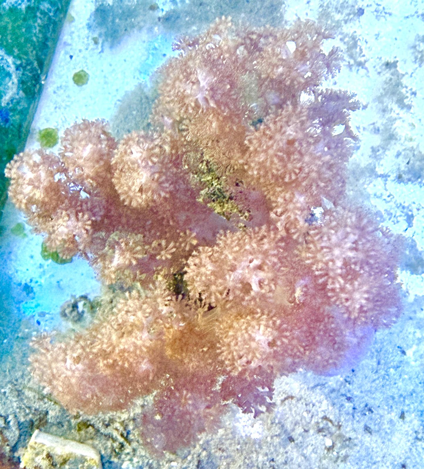 Cladiella sp. – Braunweiche Koralle