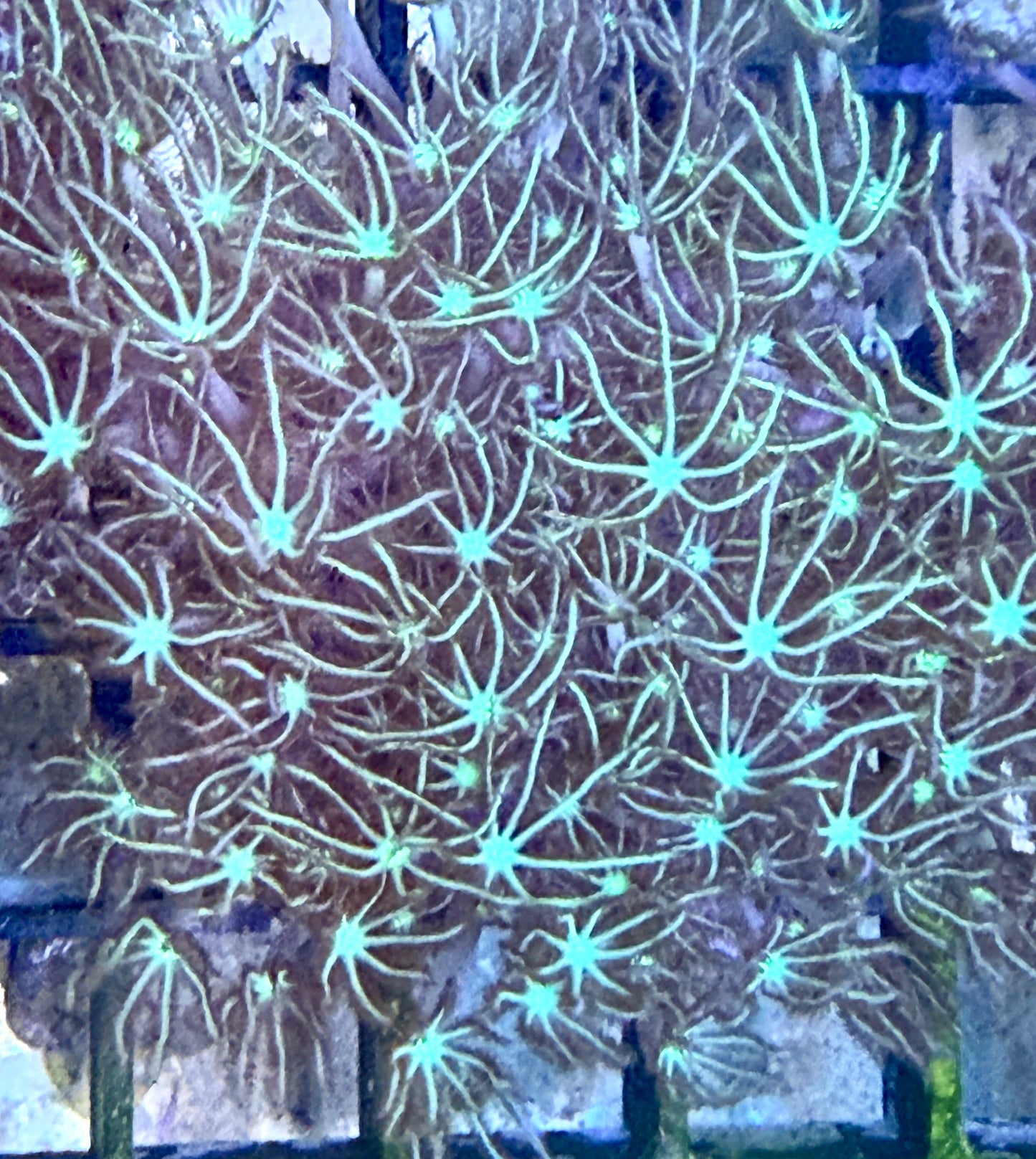 Briareum asbestinum „Neon Green“ M Ableger