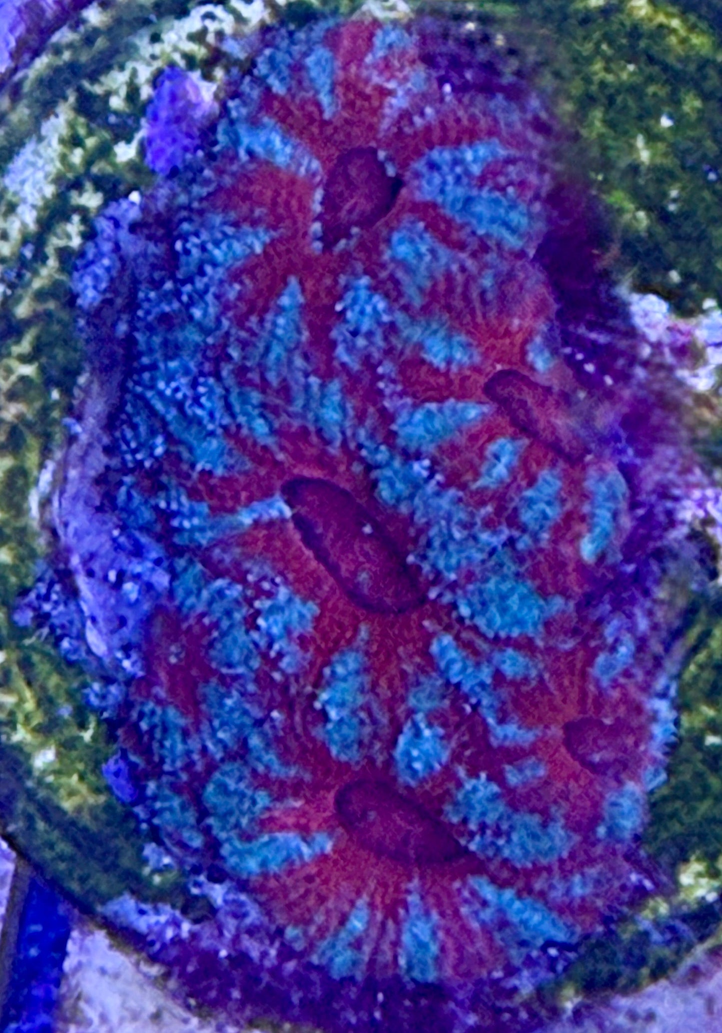 Acanthastrea Blau-Rot