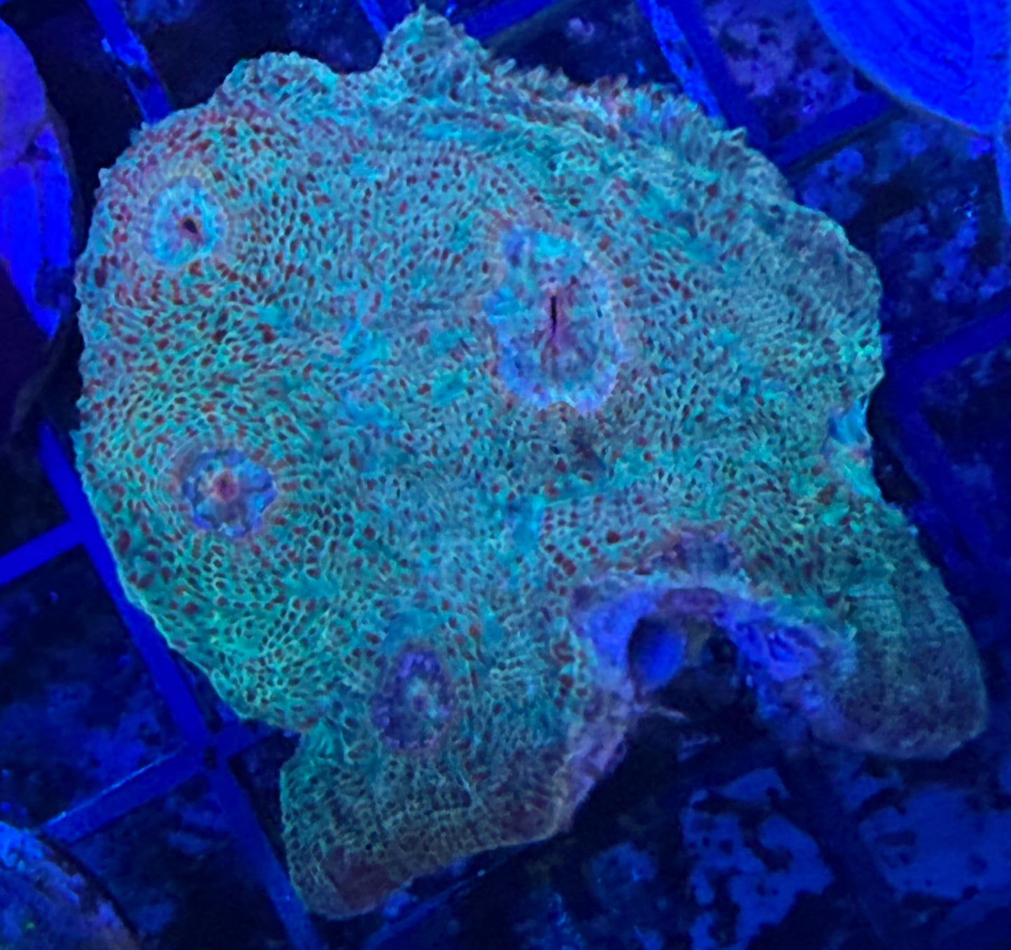 Echinophyllia - Chalice "HP Shipwrecker" M Ableger