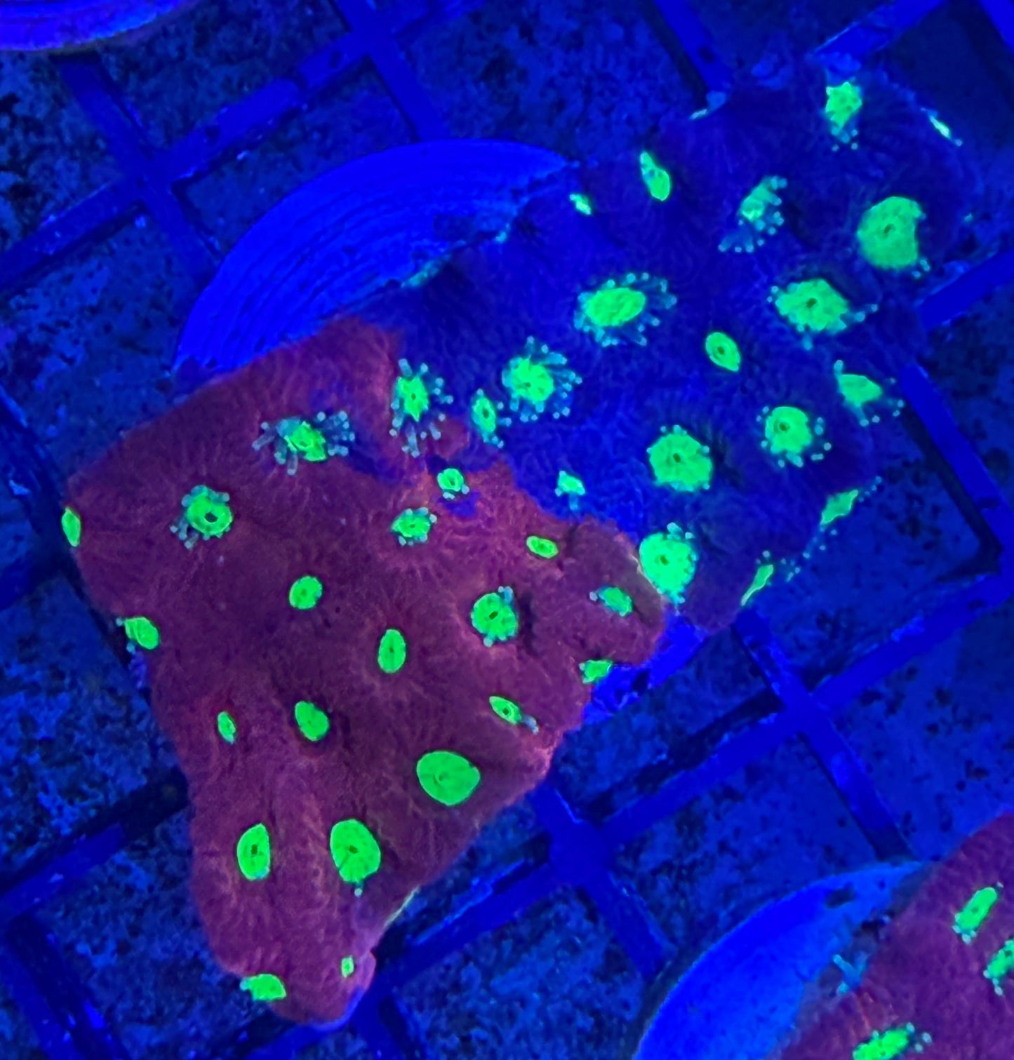 Favia sp. – „Fire & Ice“ Ableger