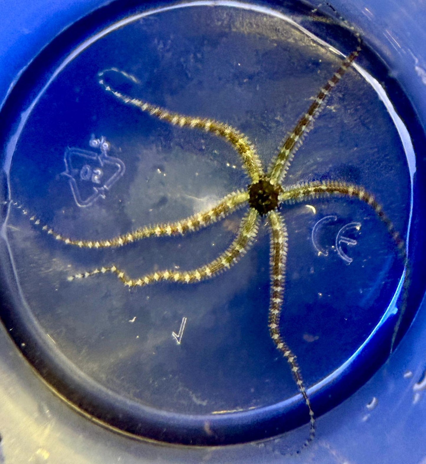 Ophiocomella sp. – Kleiner Schlangenseestern